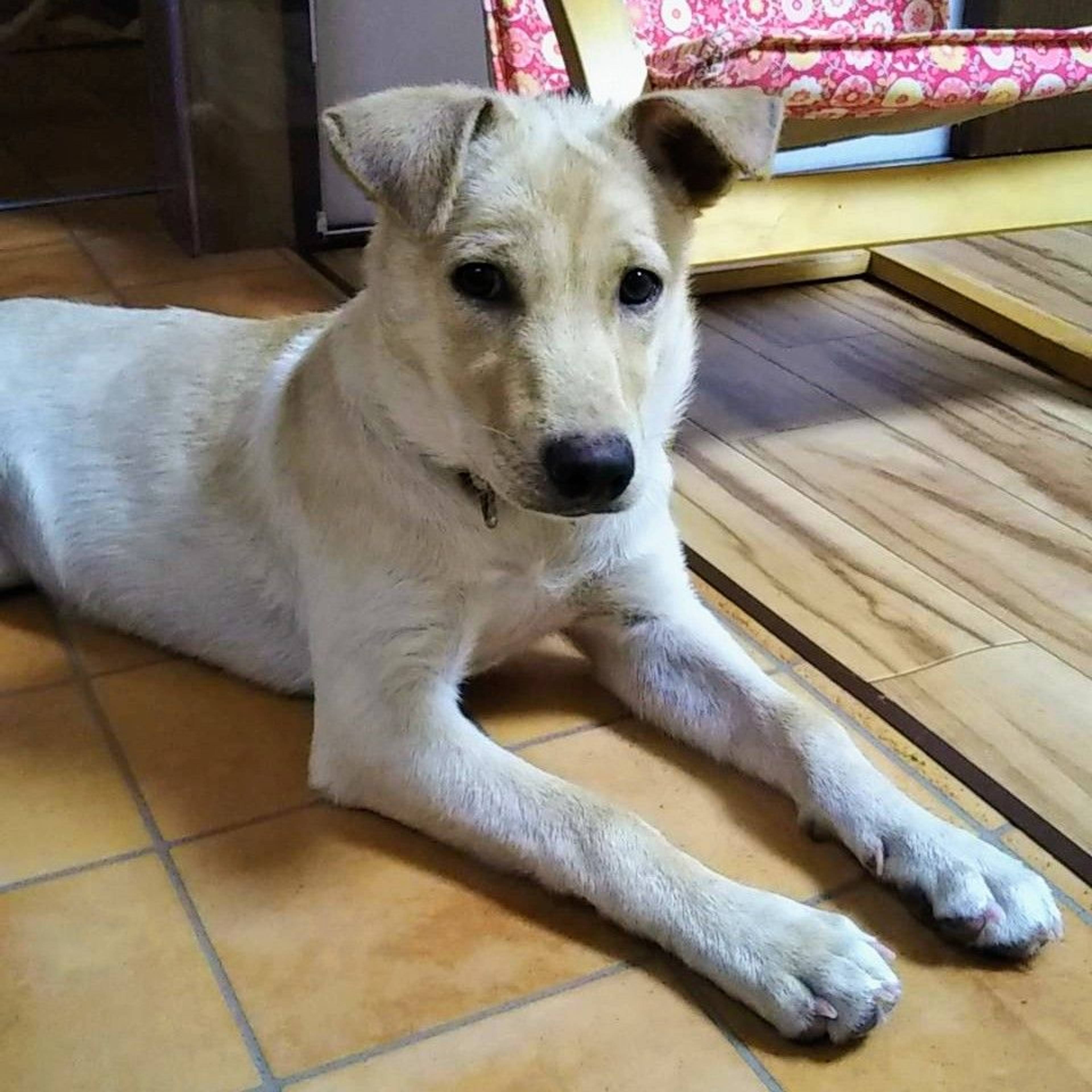 雑種（ミックス犬）・メスの里親募集の写真