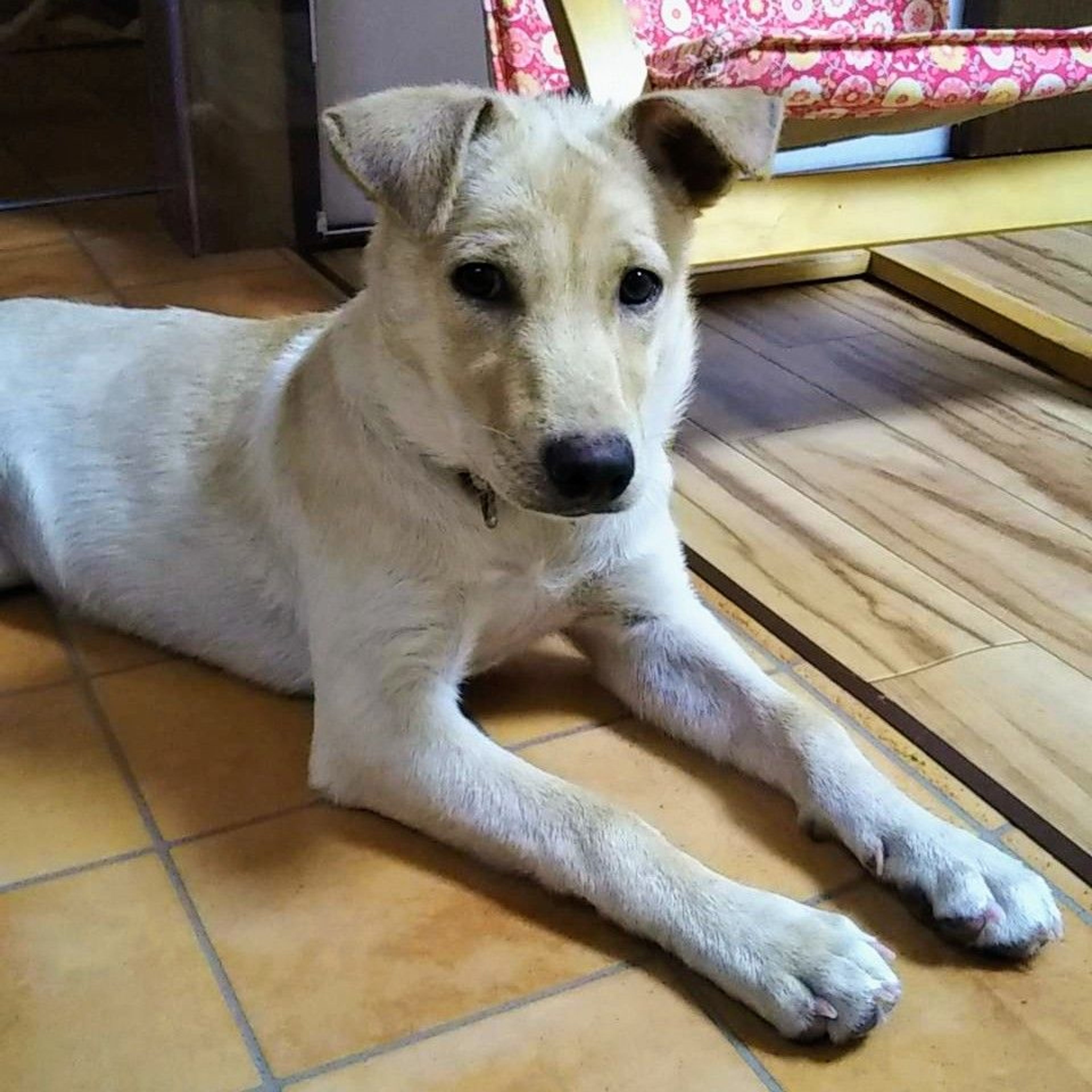 雑種（ミックス犬）・メスの里親募集の写真