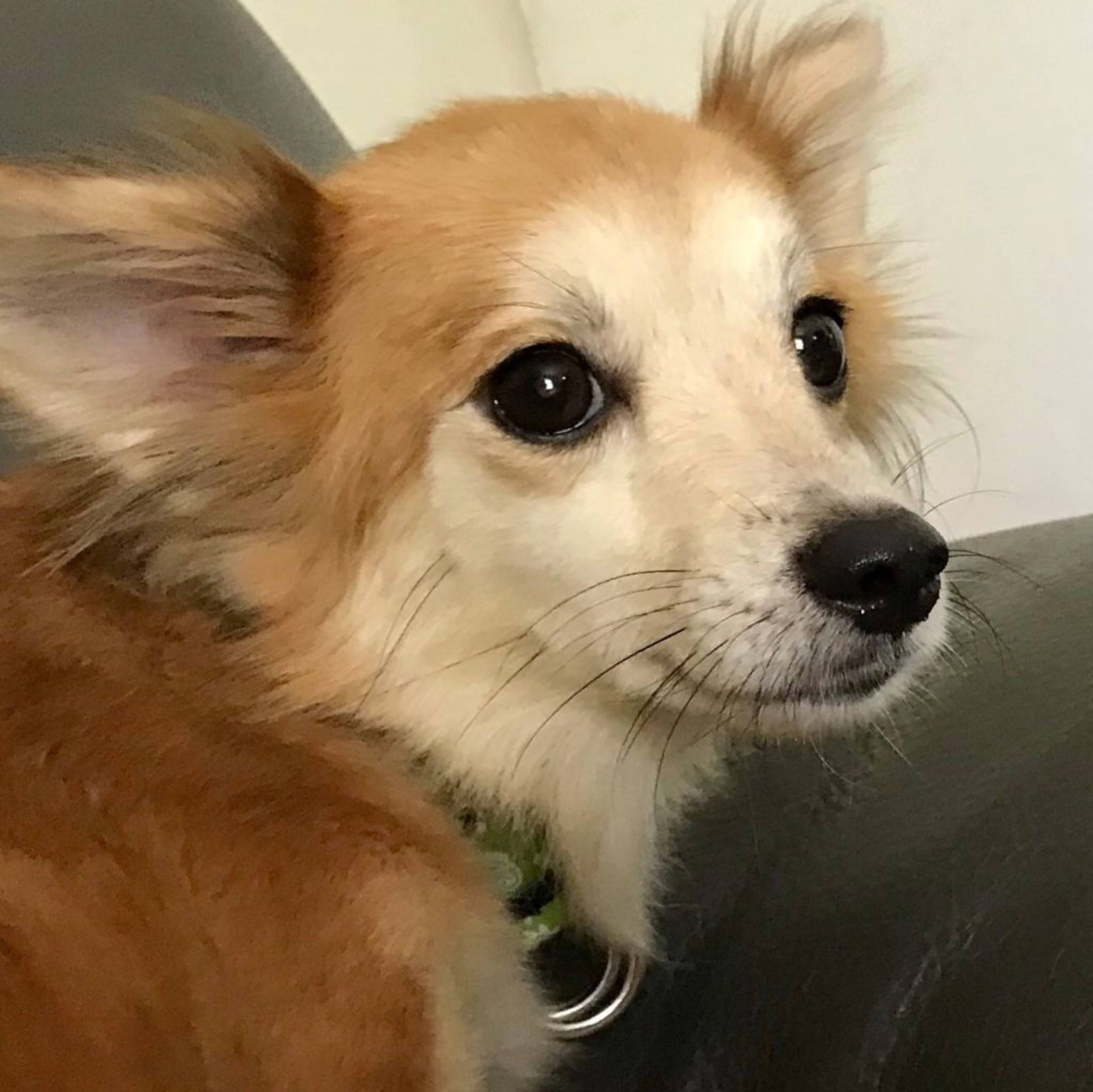 雑種（ミックス犬）・メスの里親募集の写真