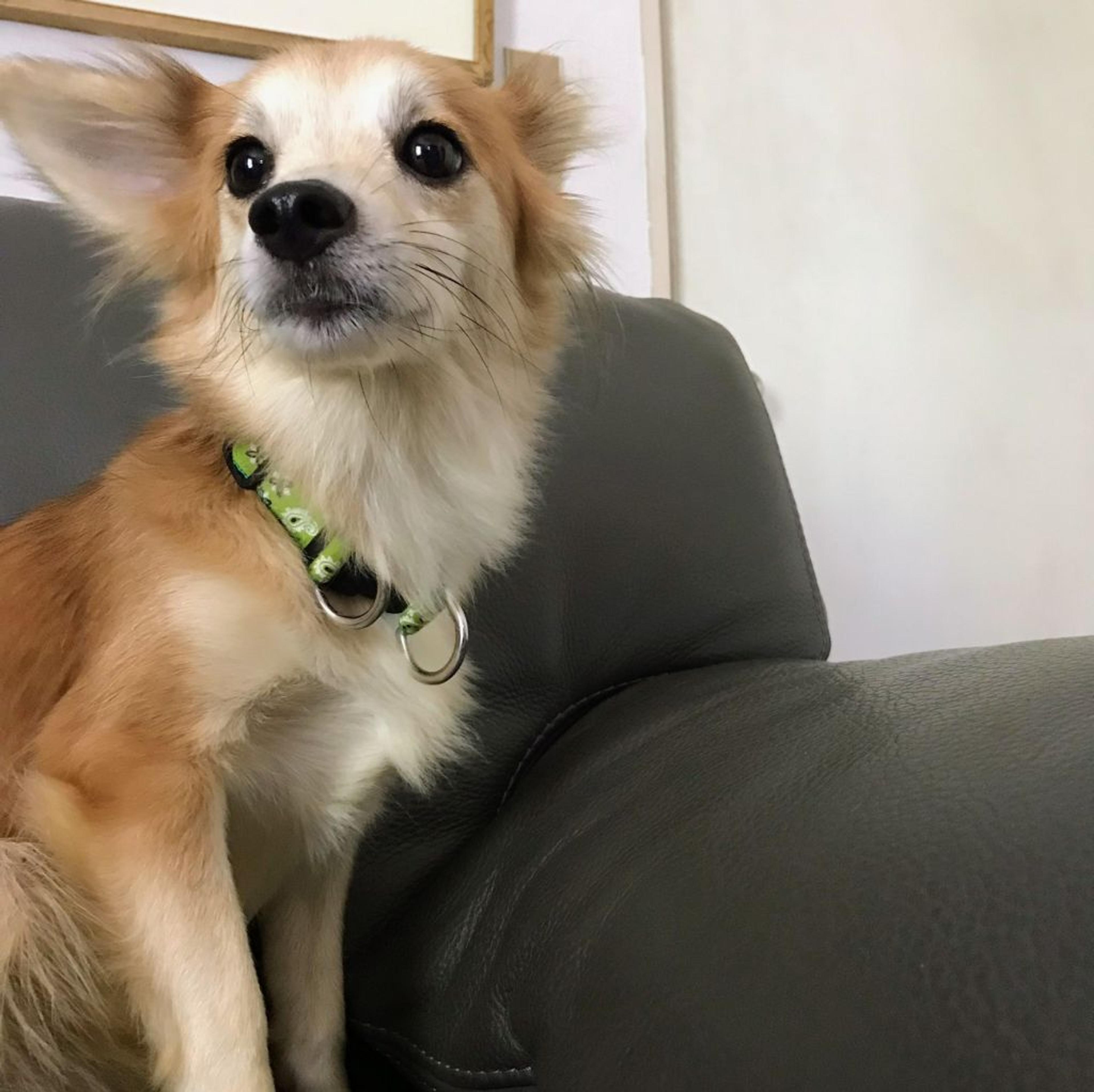pet-image-2