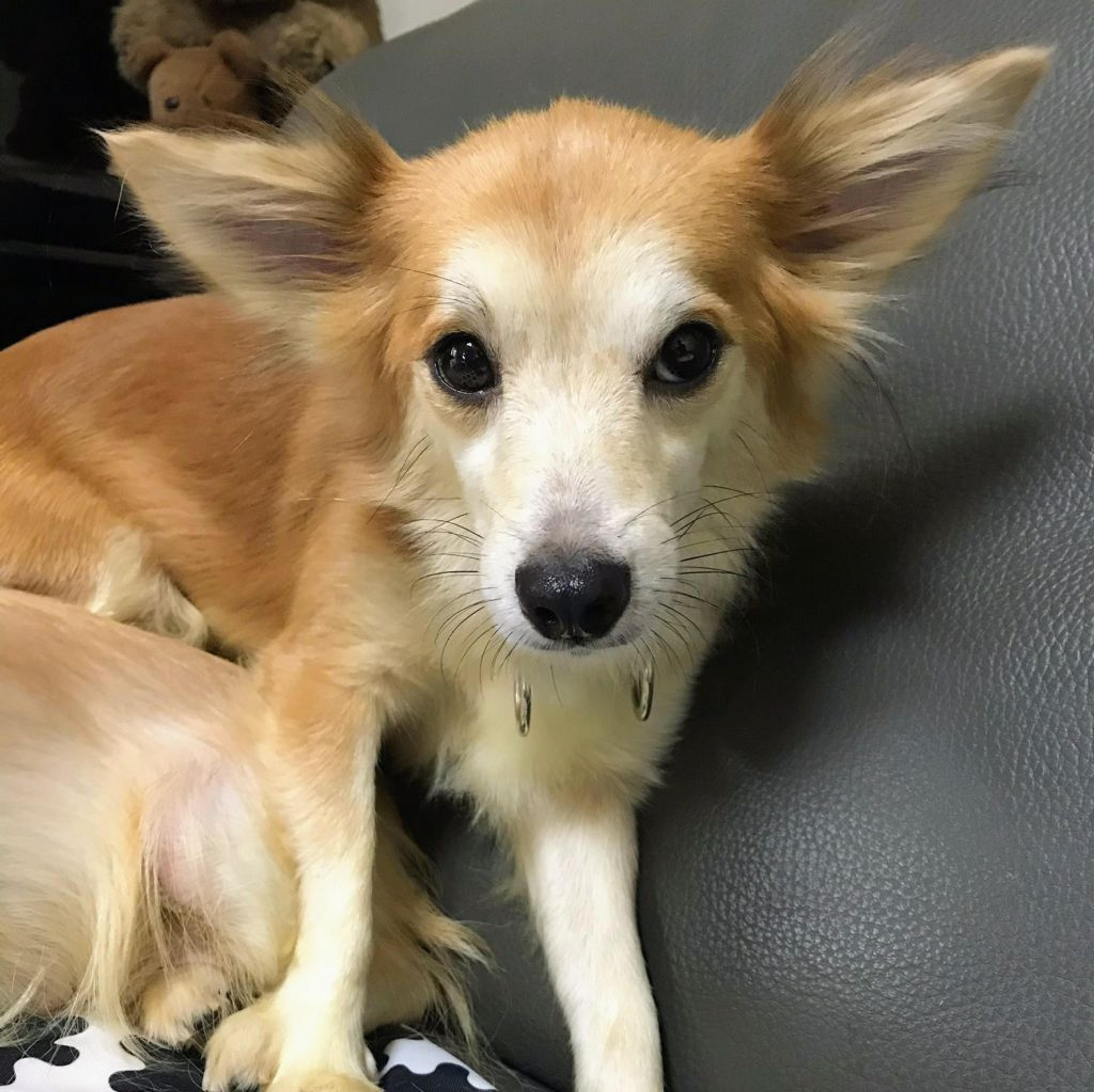 pet-image-3