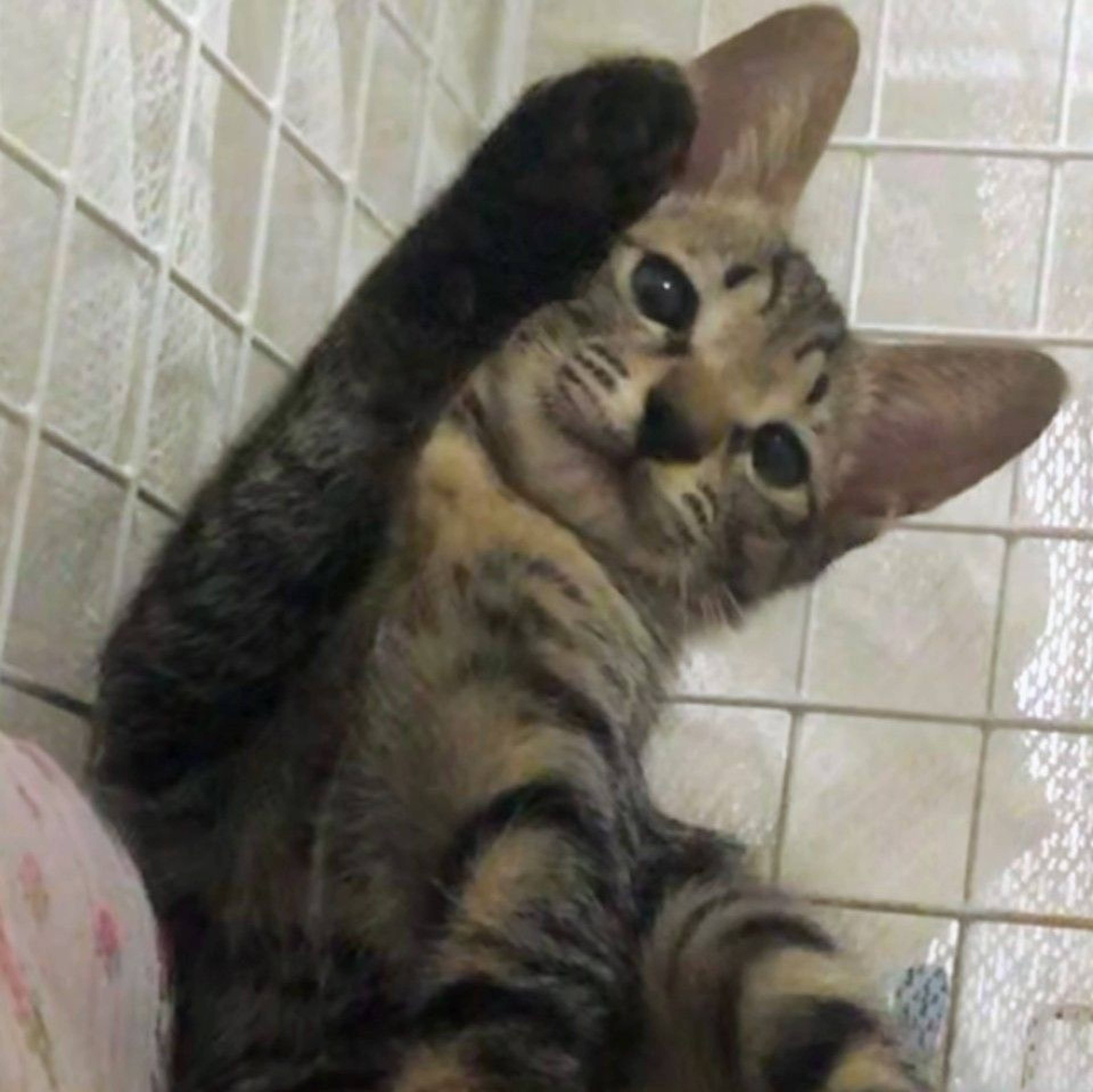 雑種（ミックス猫）・オスの里親募集の写真