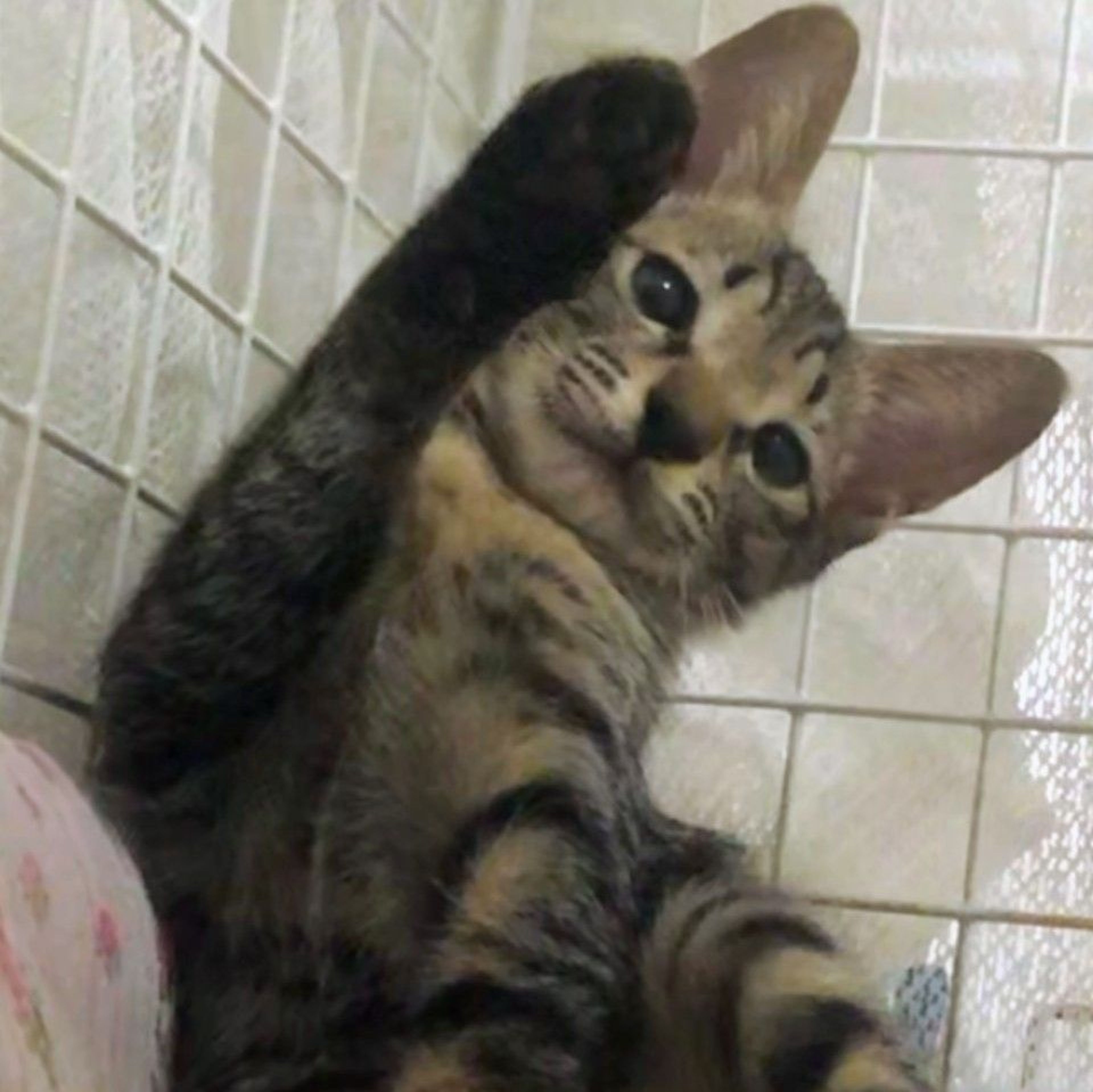 雑種（ミックス猫）・オスの里親募集の写真