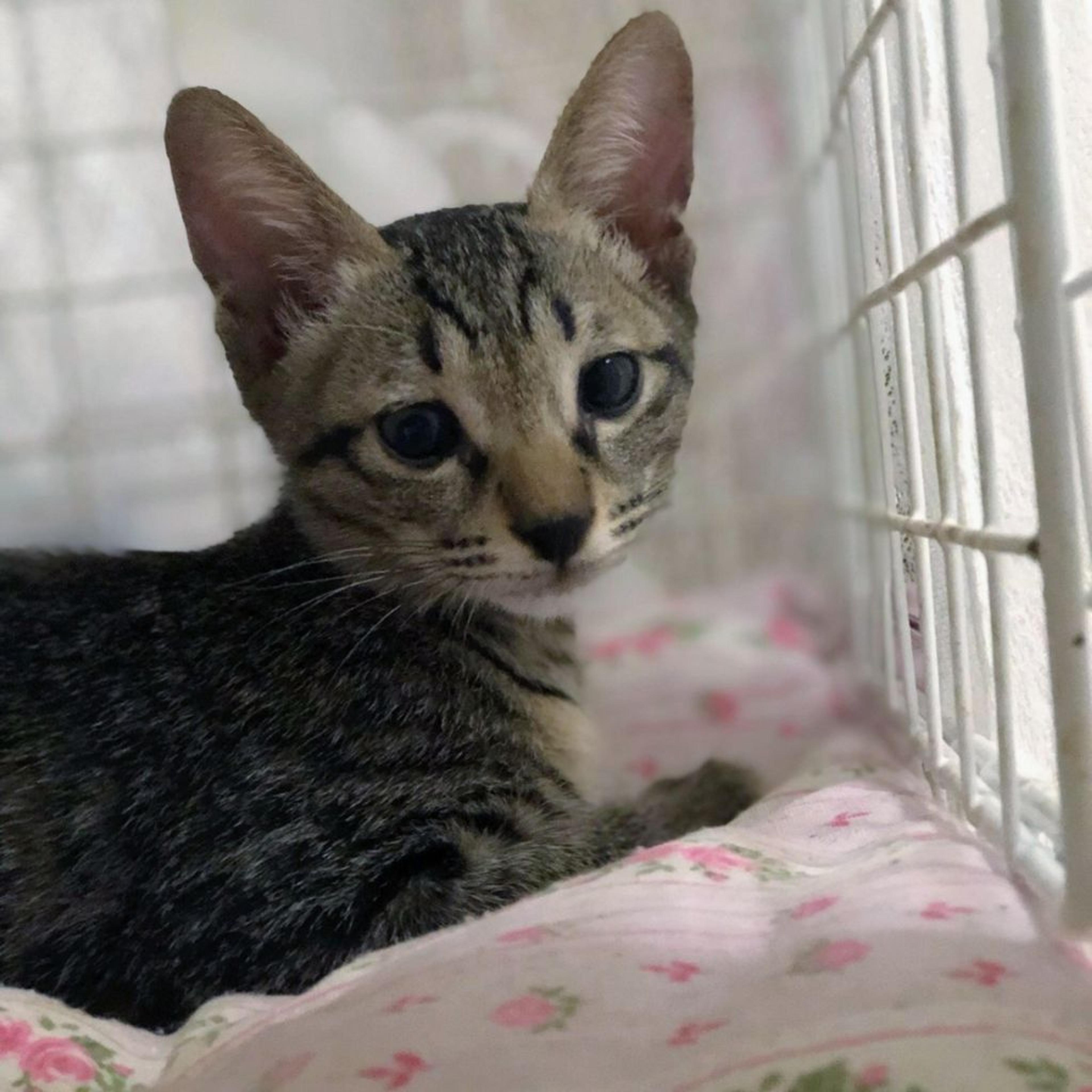 pet-image-5