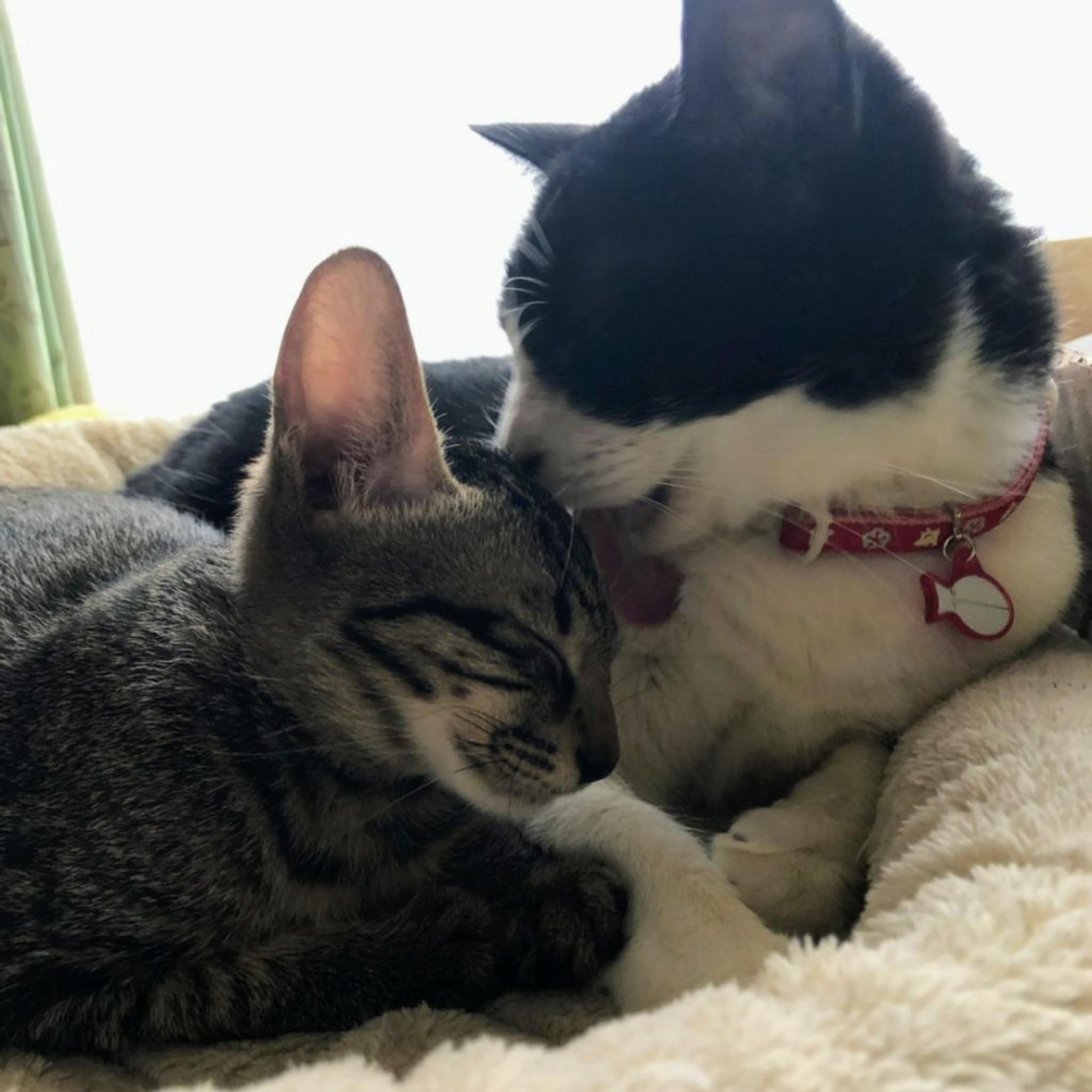 pet-image-7