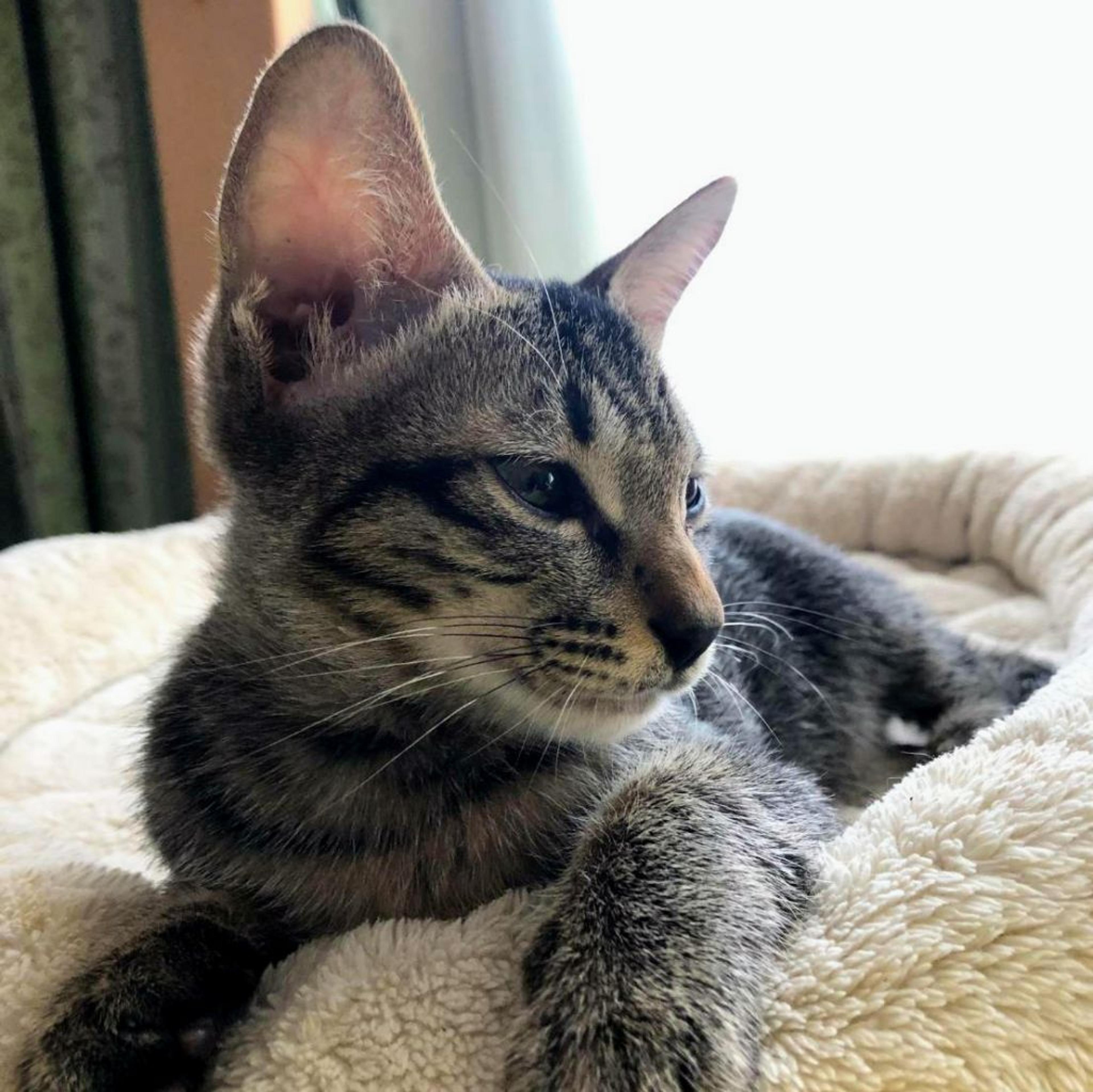 pet-image-3