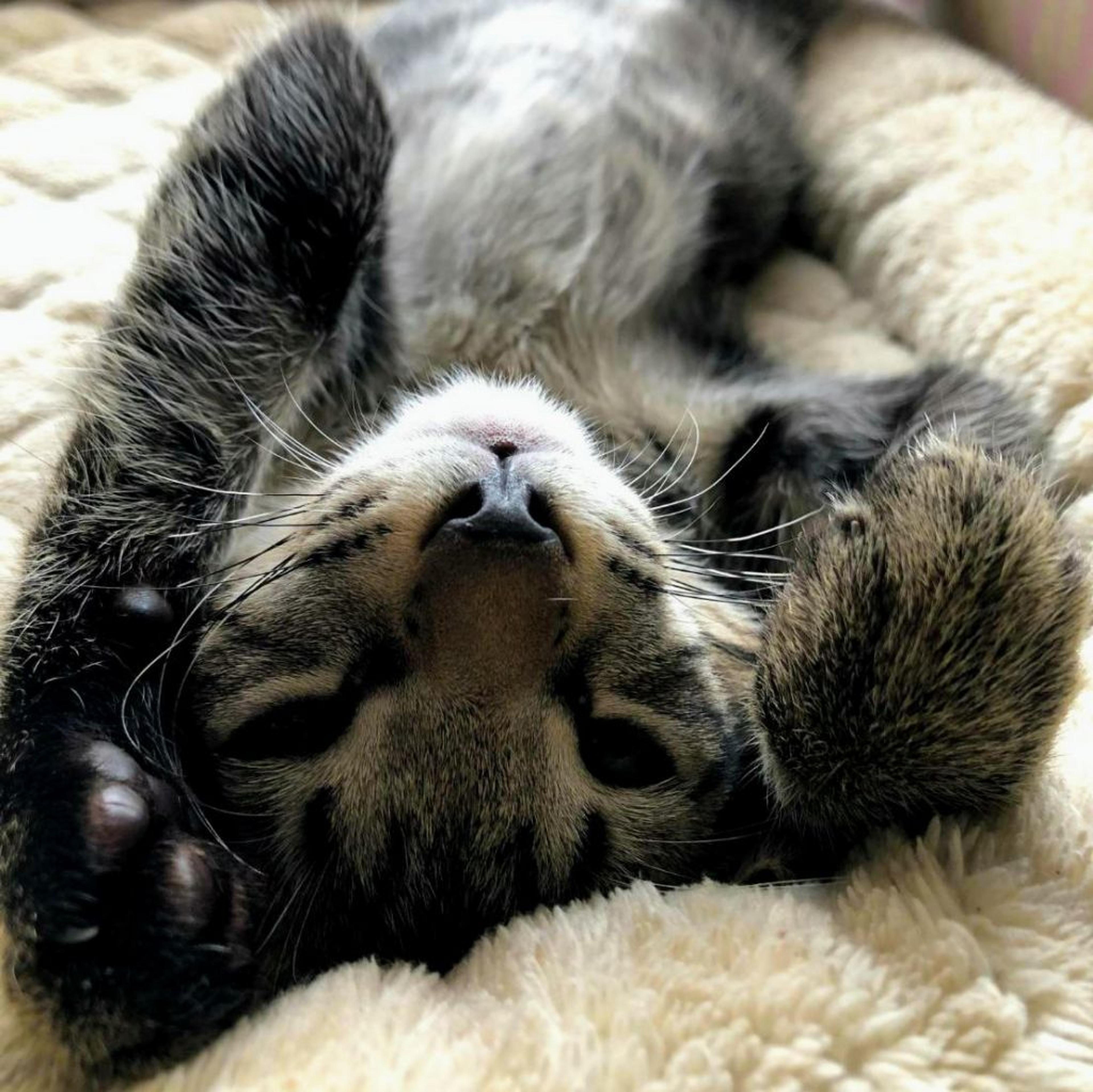 pet-image-6