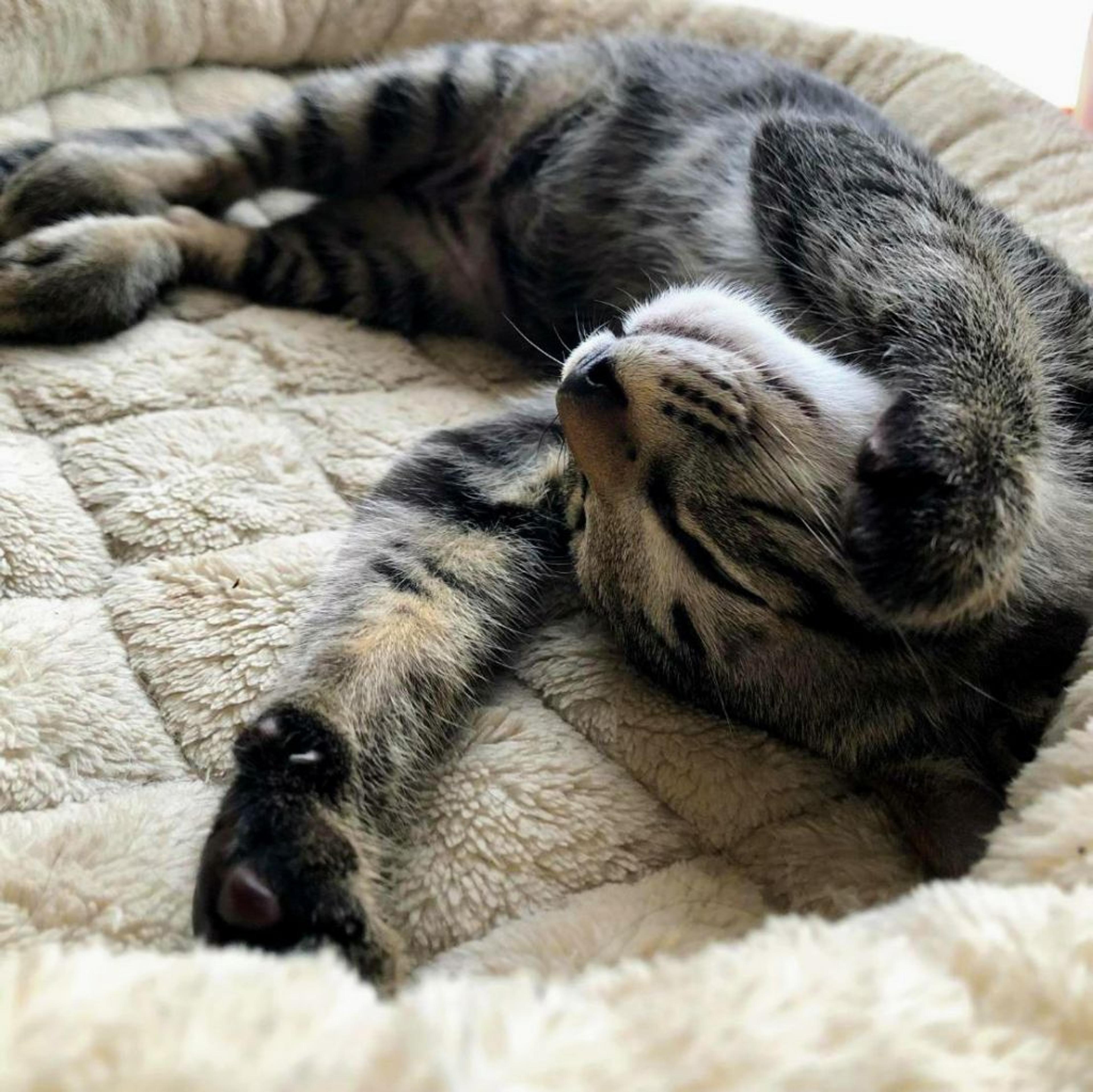 pet-image-8