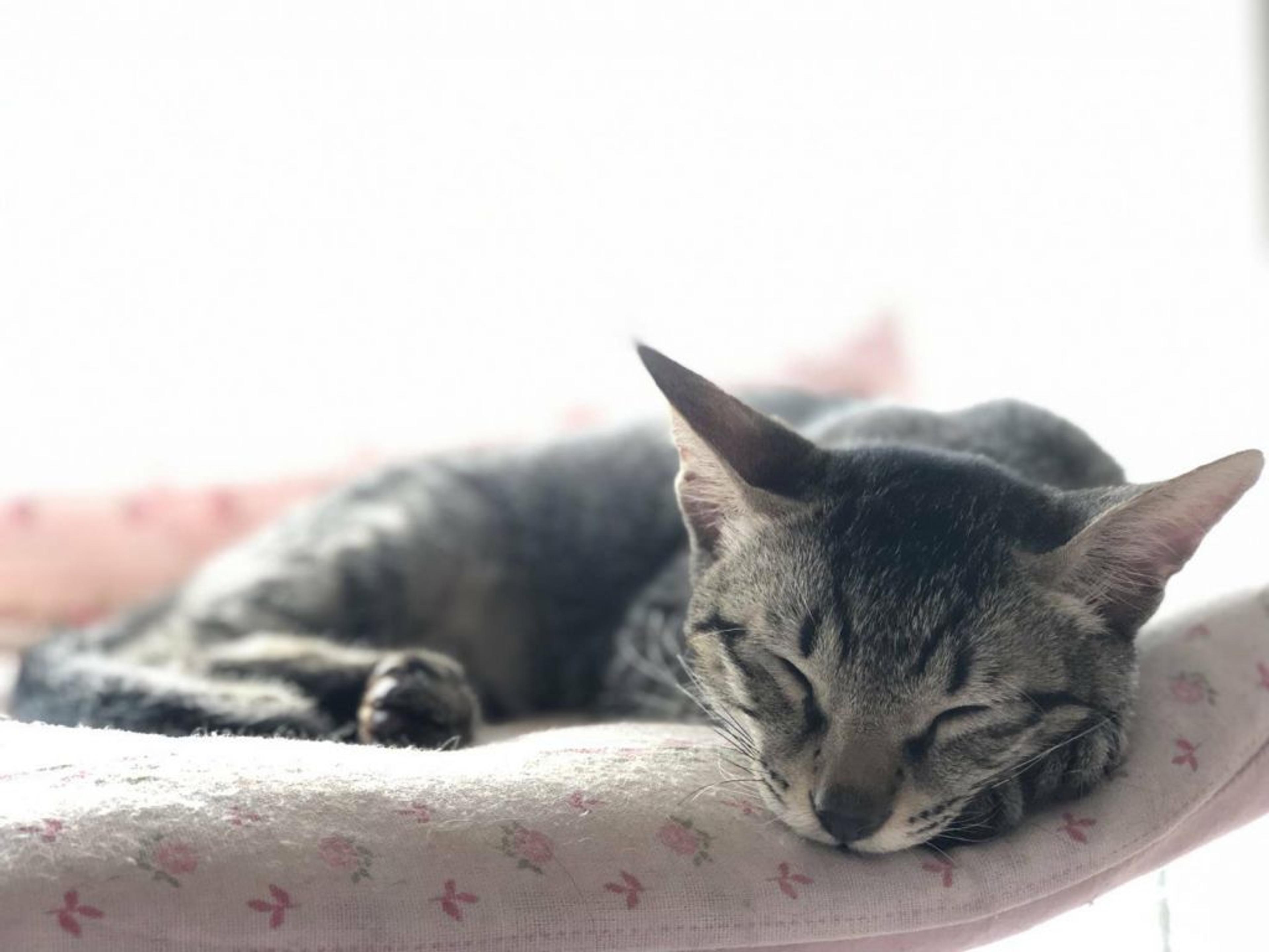 pet-image-4