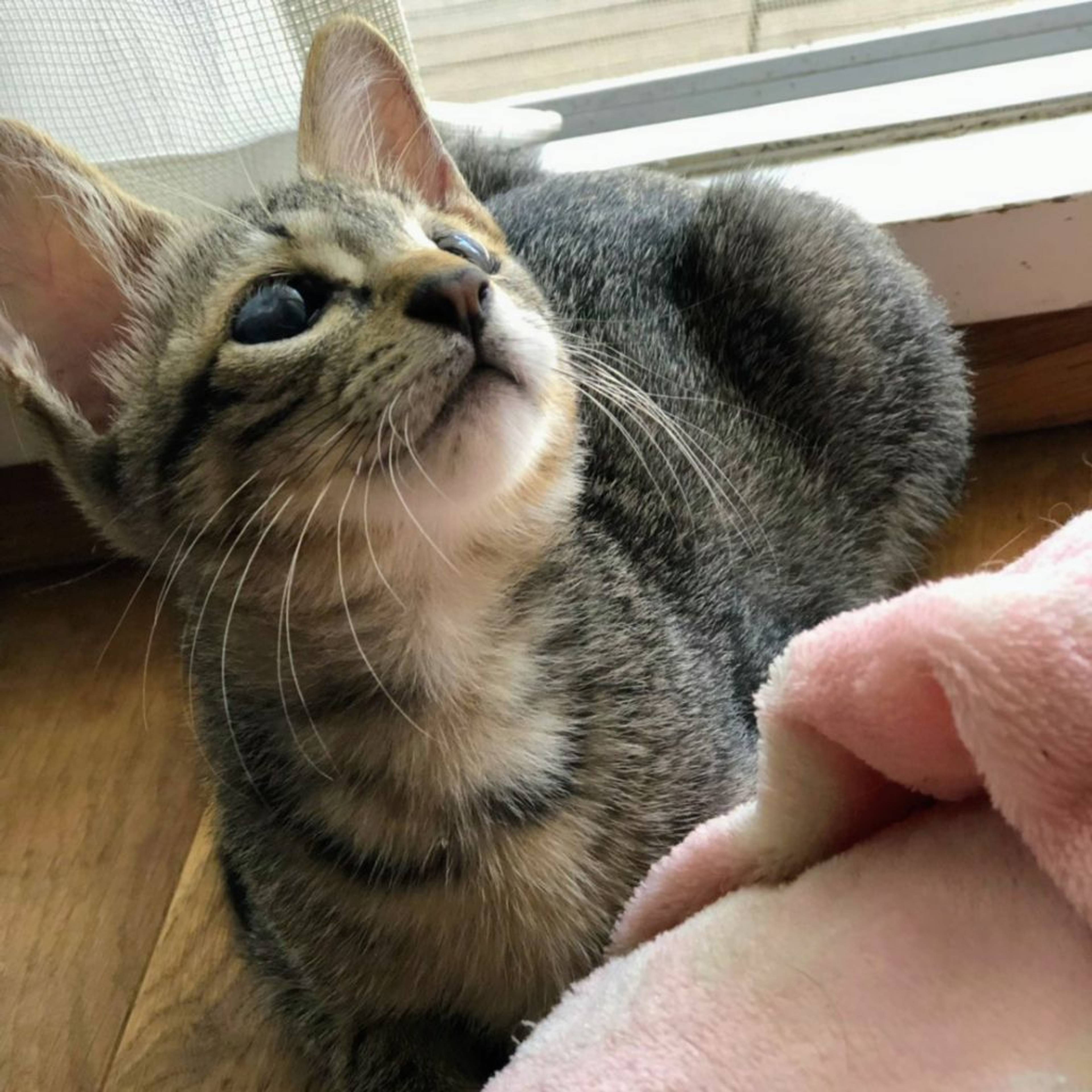 雑種（ミックス猫）・メスの里親募集の写真