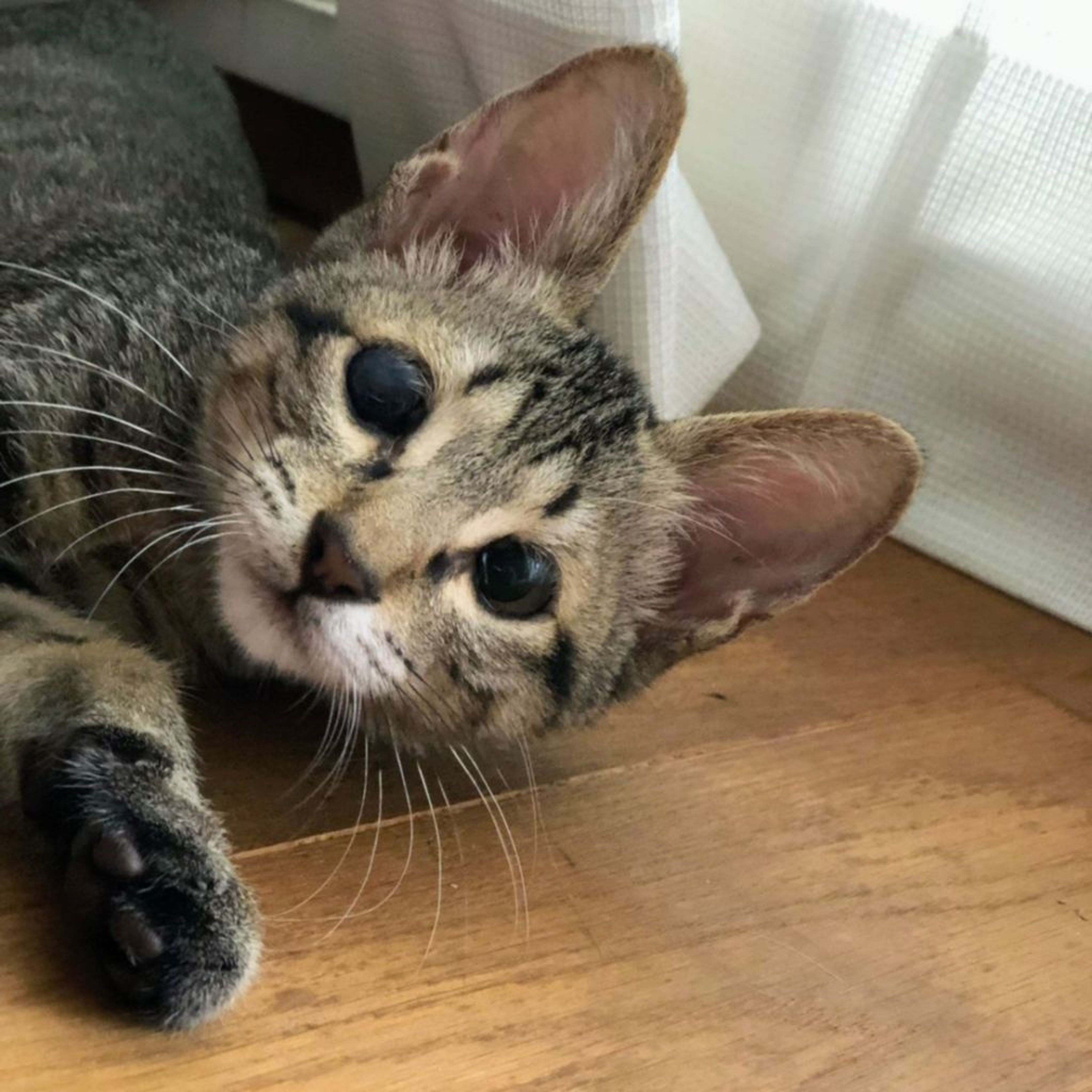 pet-image-2
