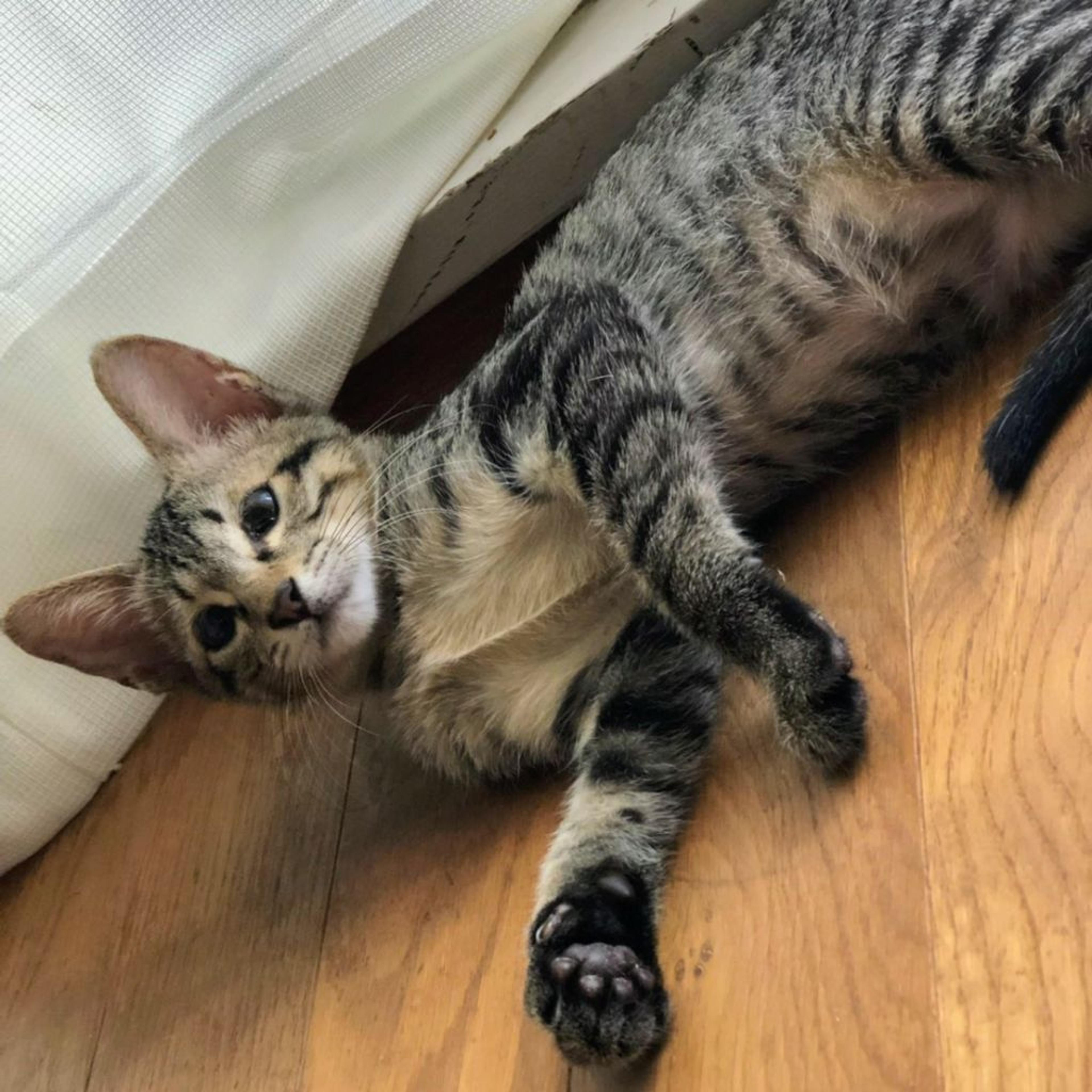 pet-image-3