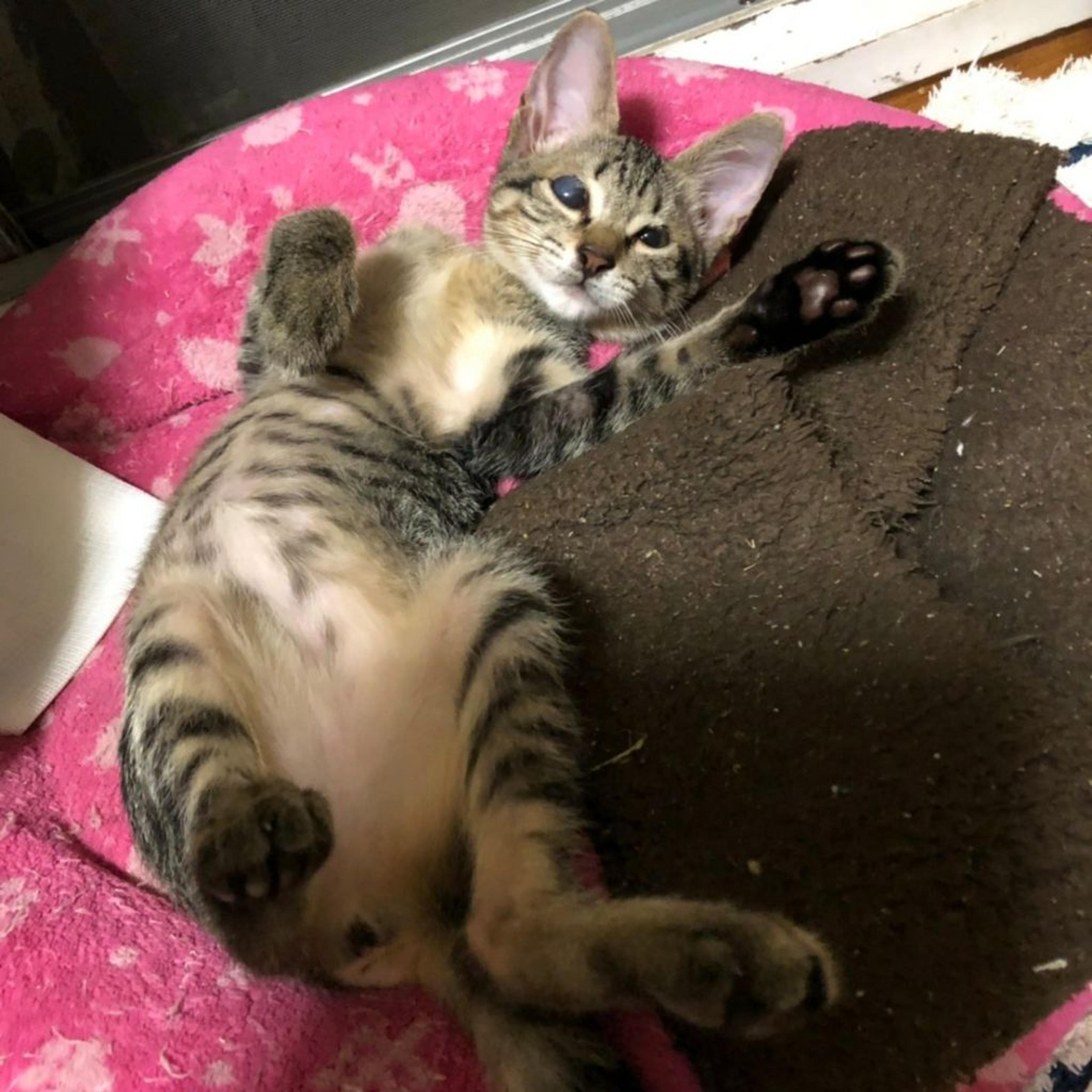 pet-image-4