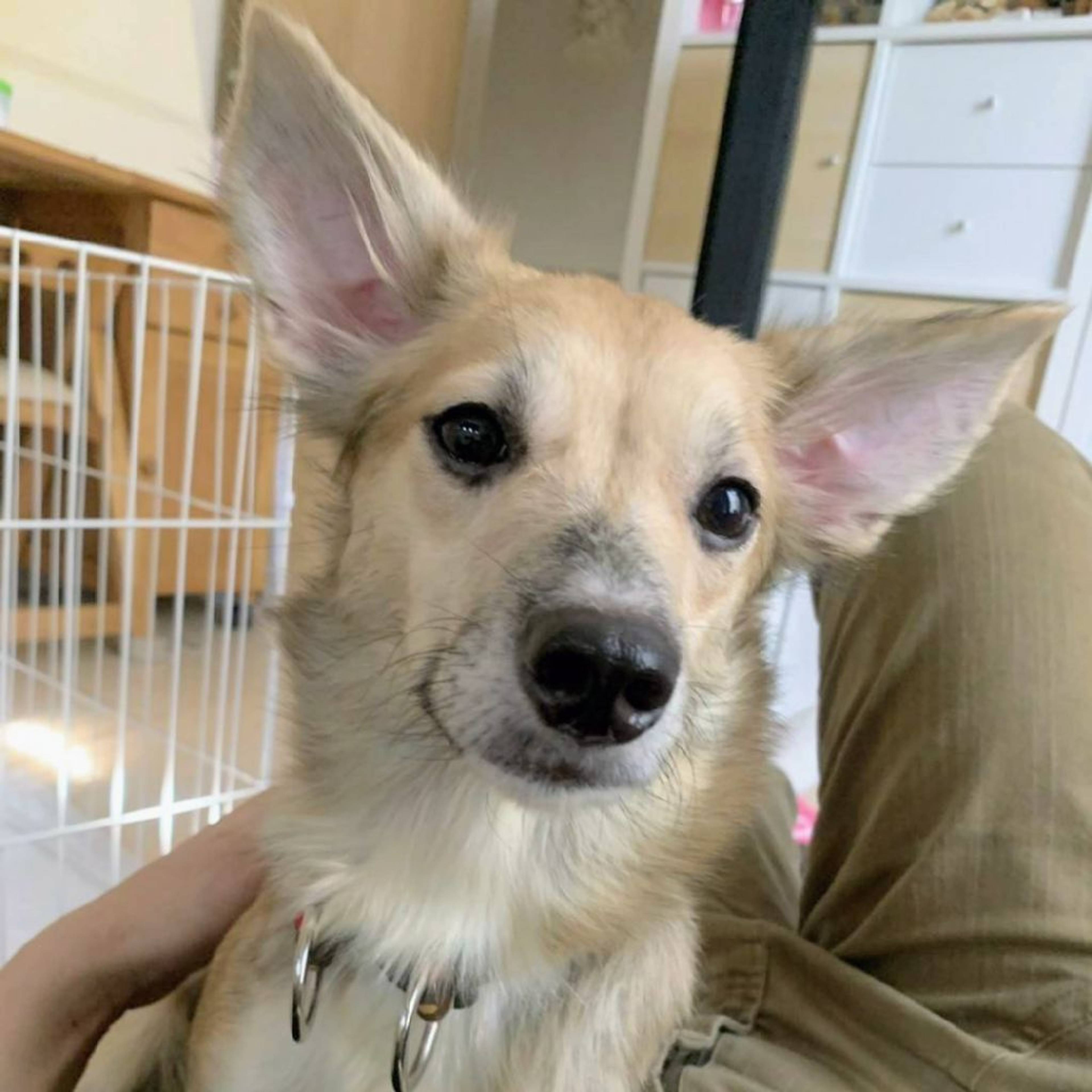 雑種（ミックス犬）・メスの里親募集の写真