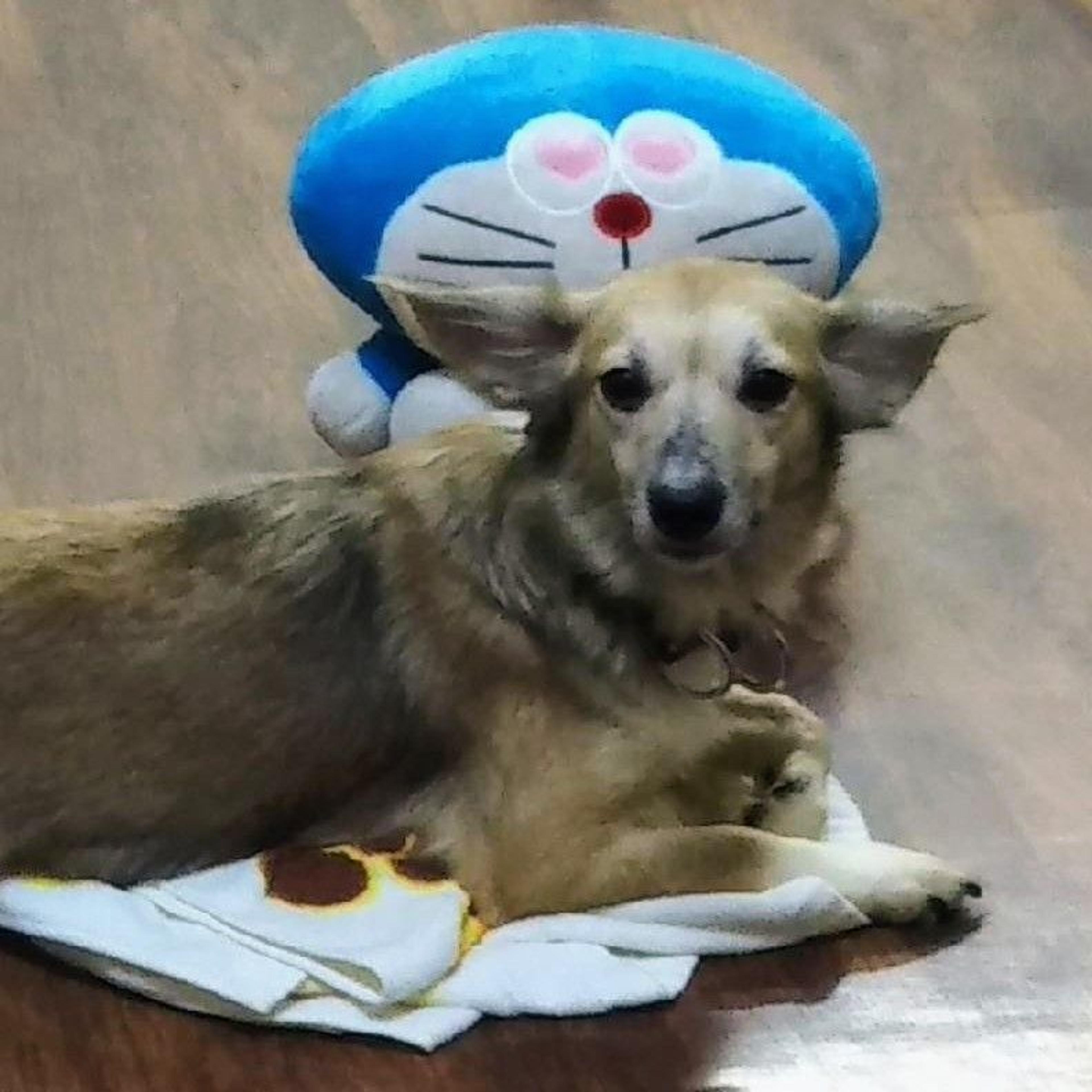 pet-image-2