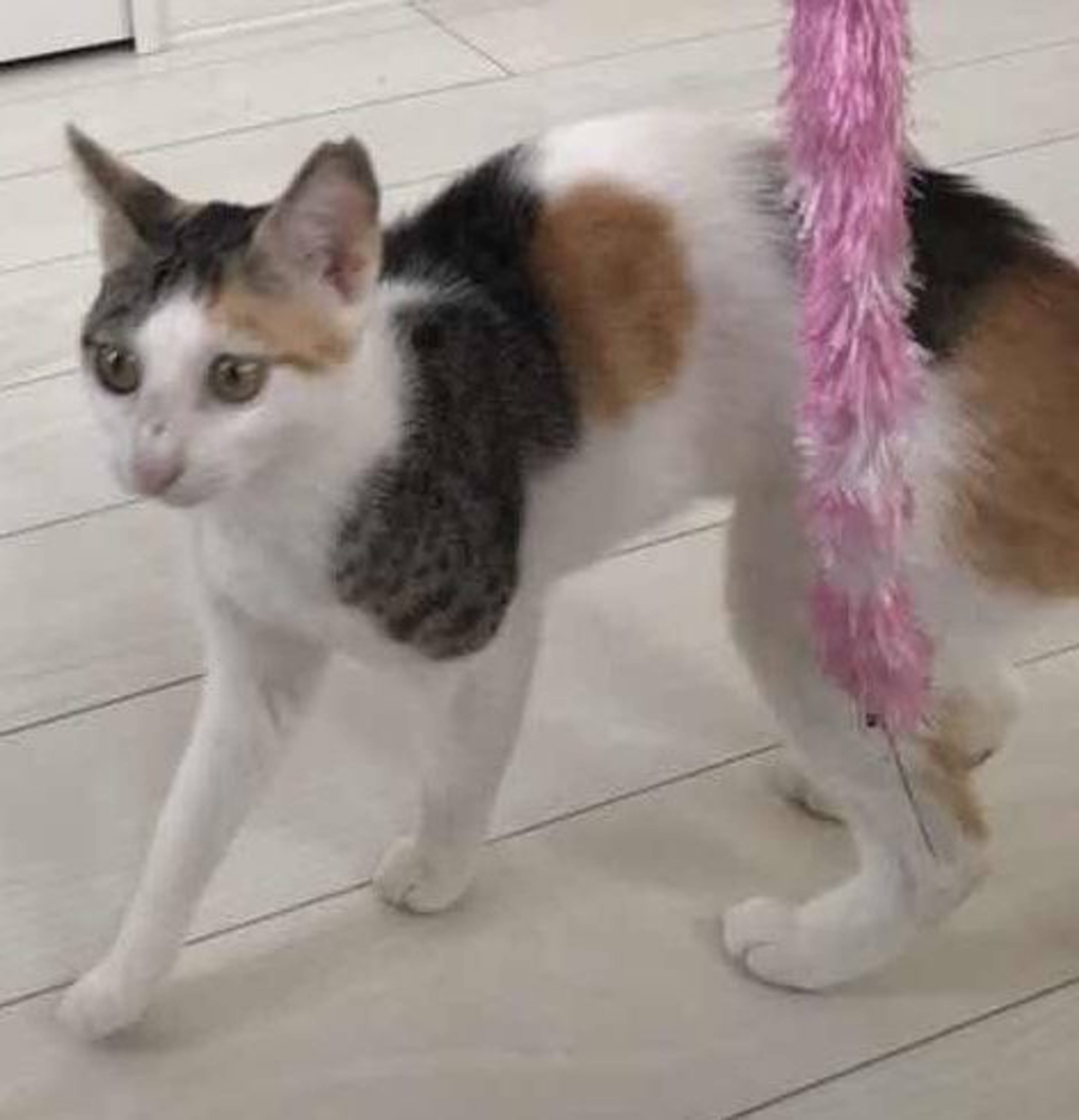 雑種（ミックス猫）・メスの里親募集の写真