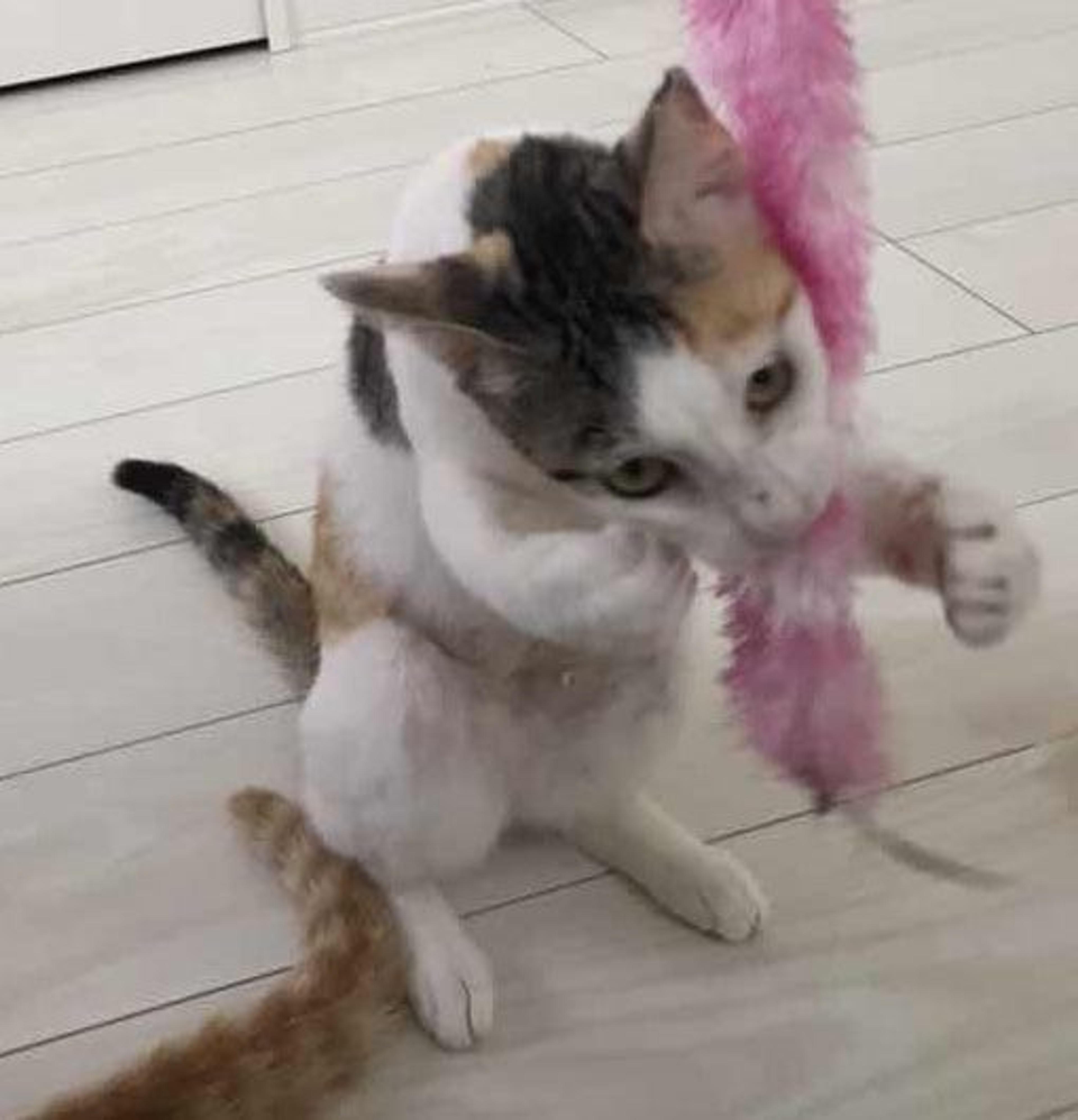 pet-image-3