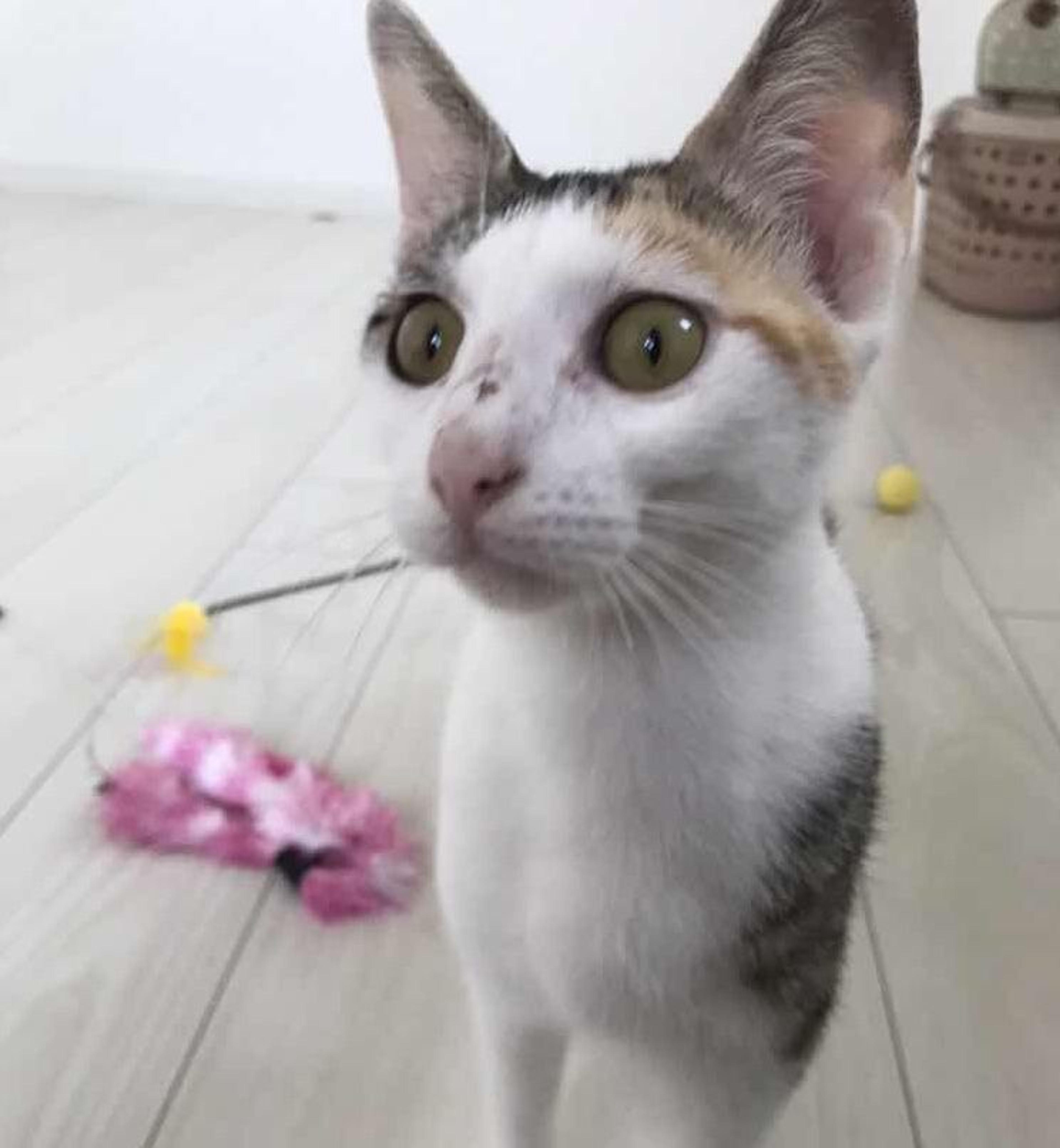 pet-image-4