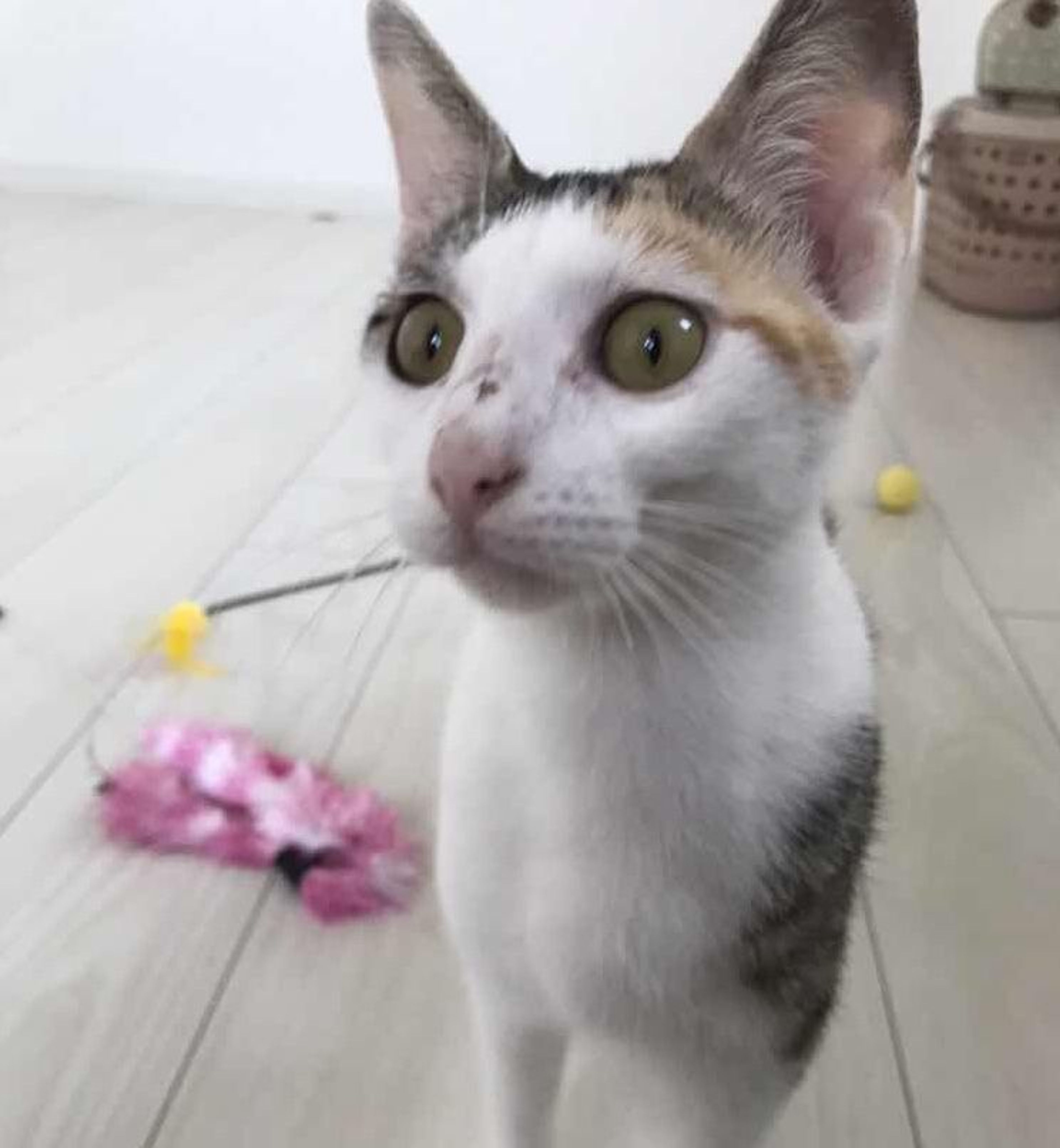 pet-image-4