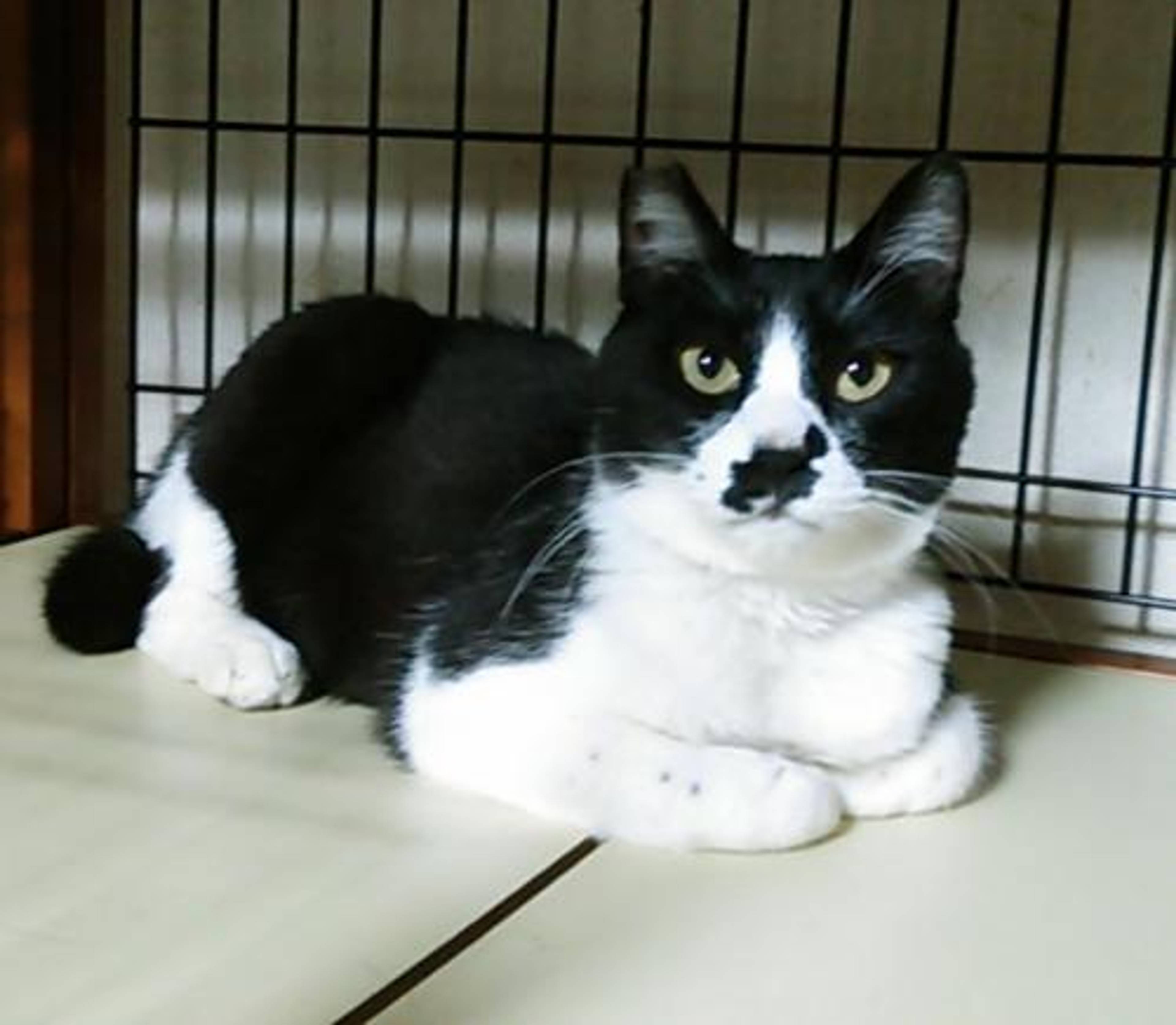 雑種（ミックス猫）・オスの里親募集の写真