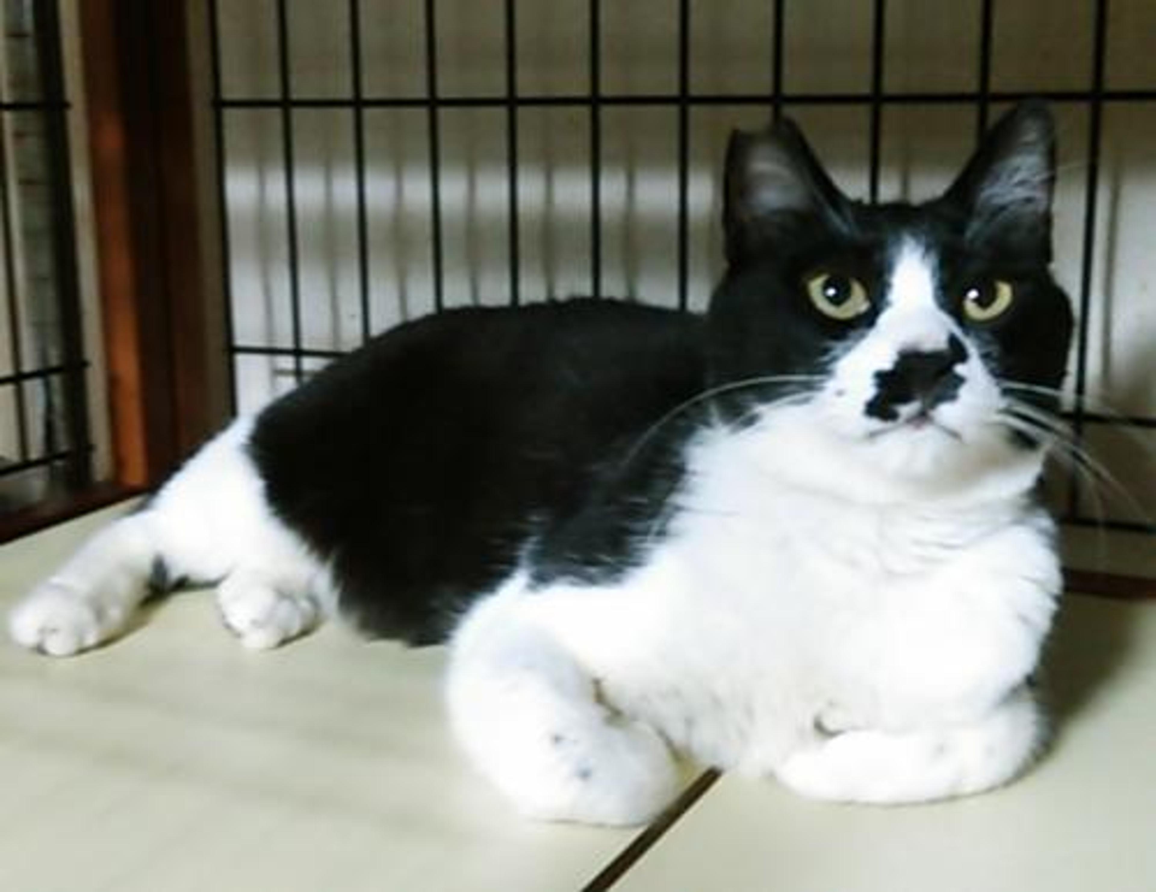 pet-image-2