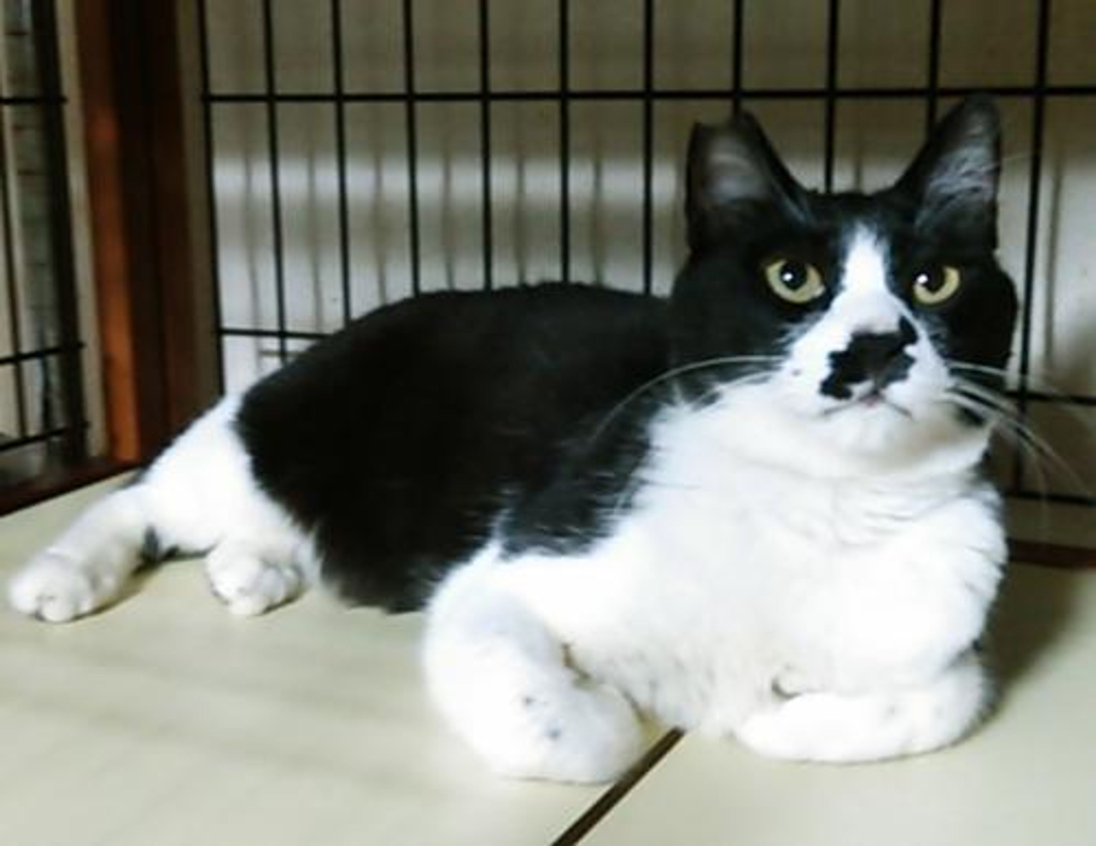 pet-image-2