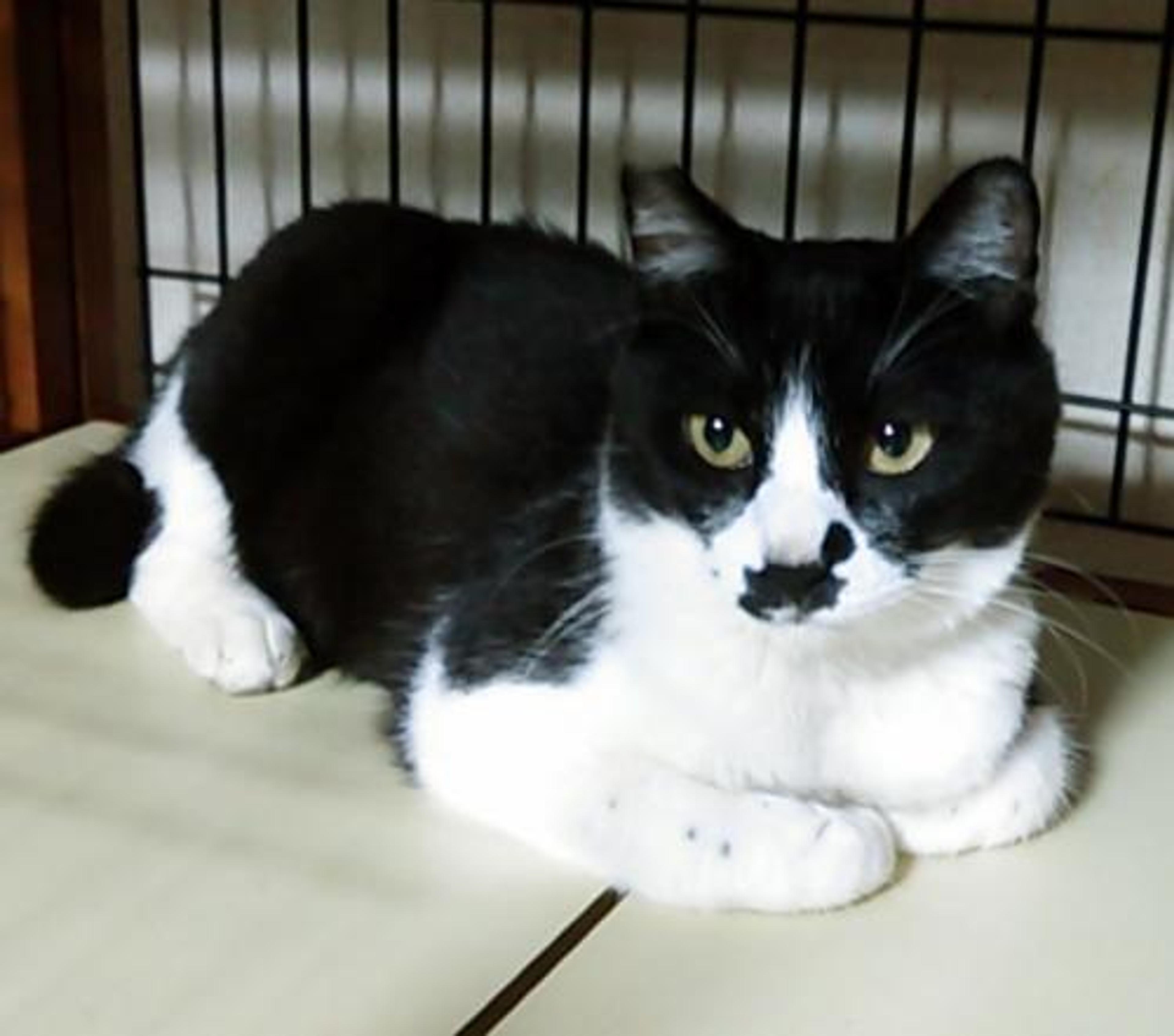 pet-image-3