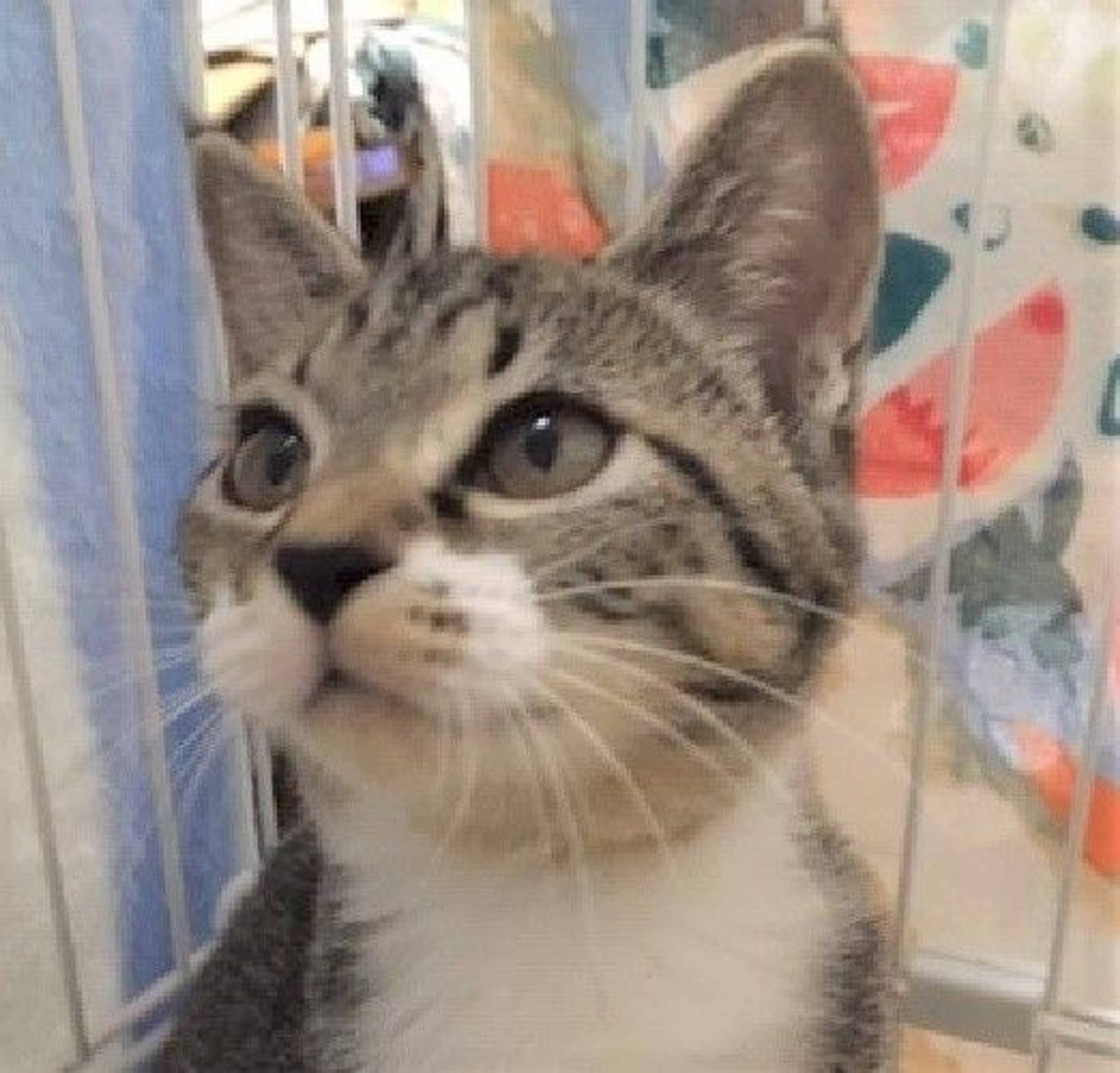 雑種（ミックス猫）・メスの里親募集の写真