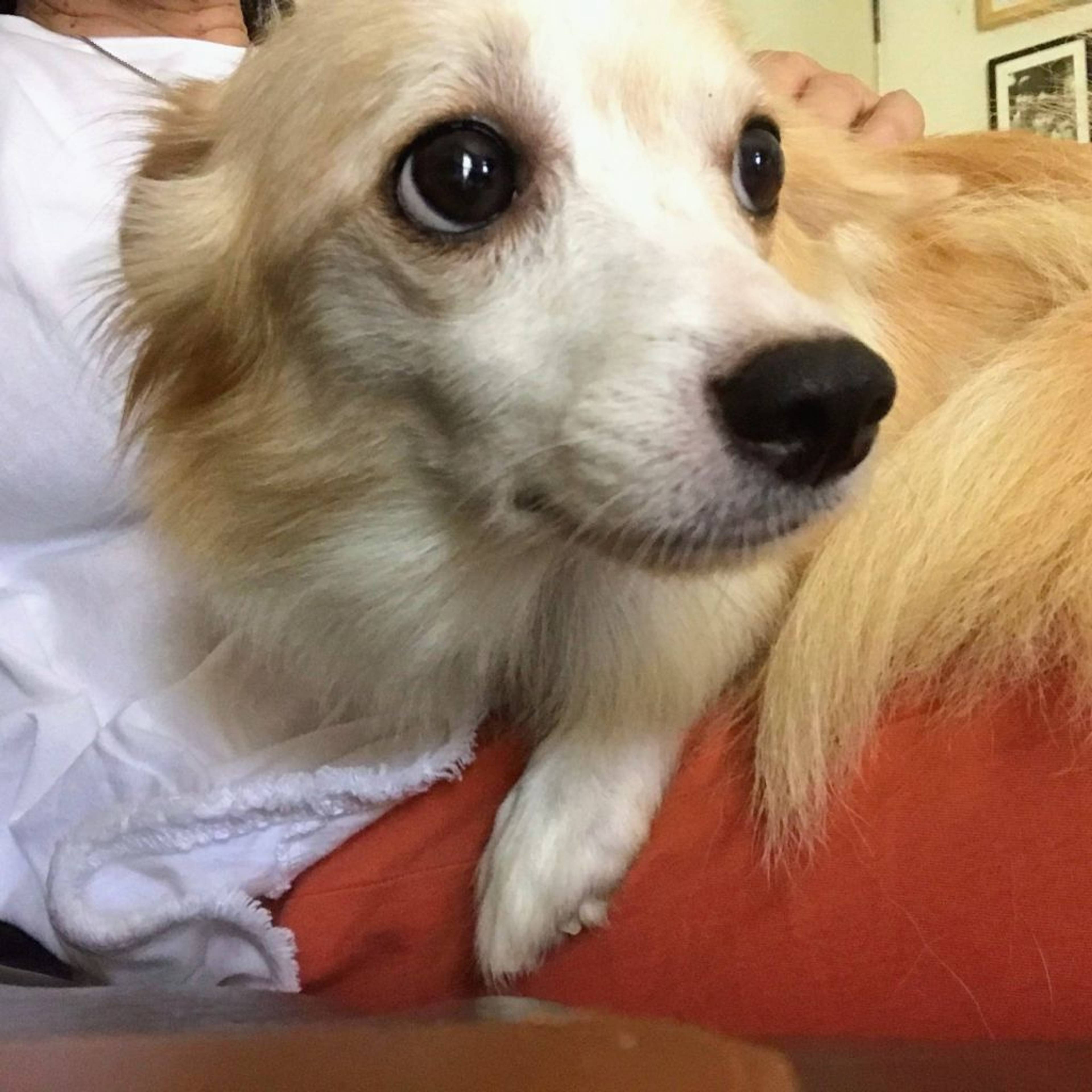 雑種（ミックス犬）・メスの里親募集の写真