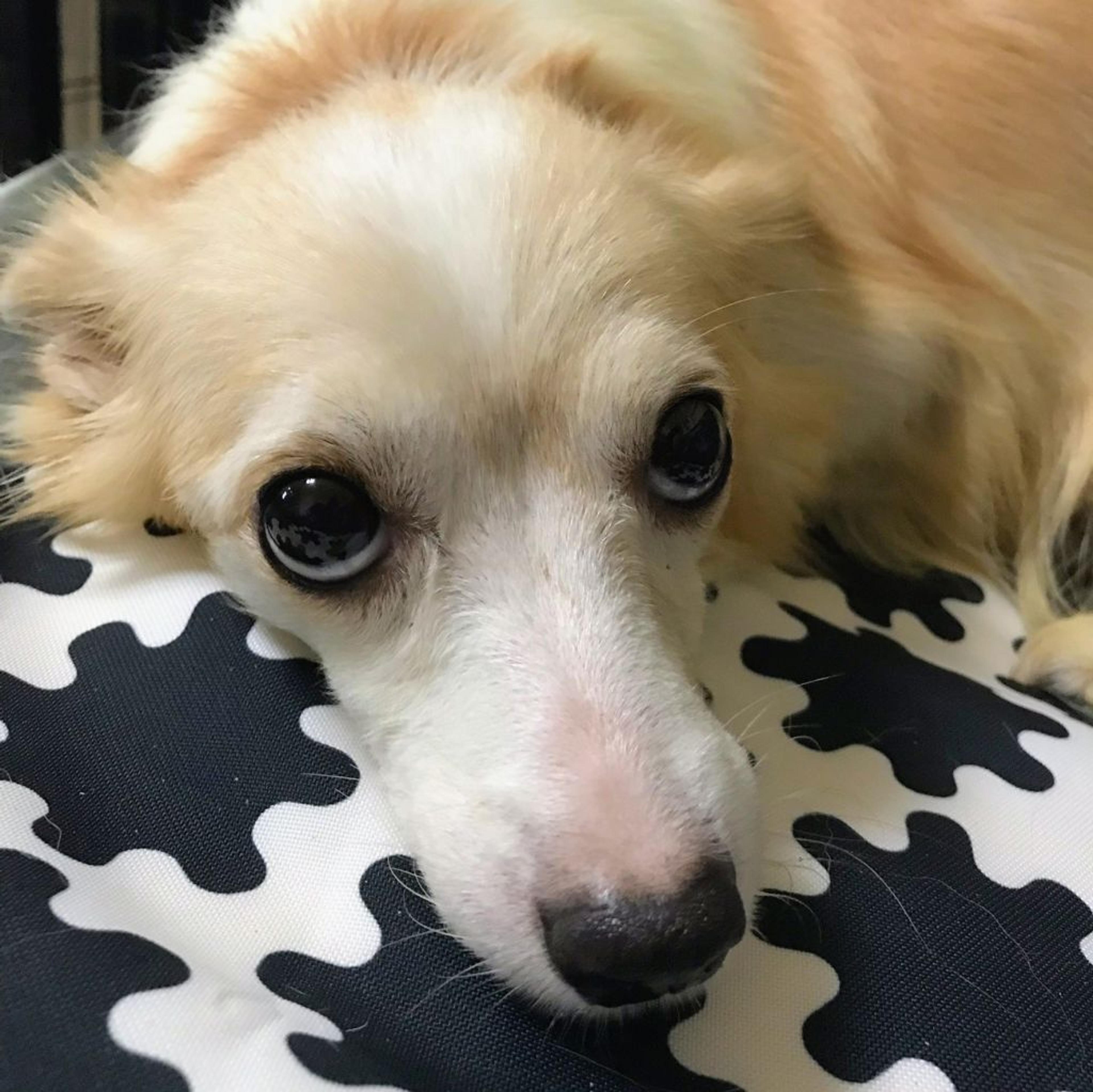 pet-image-2