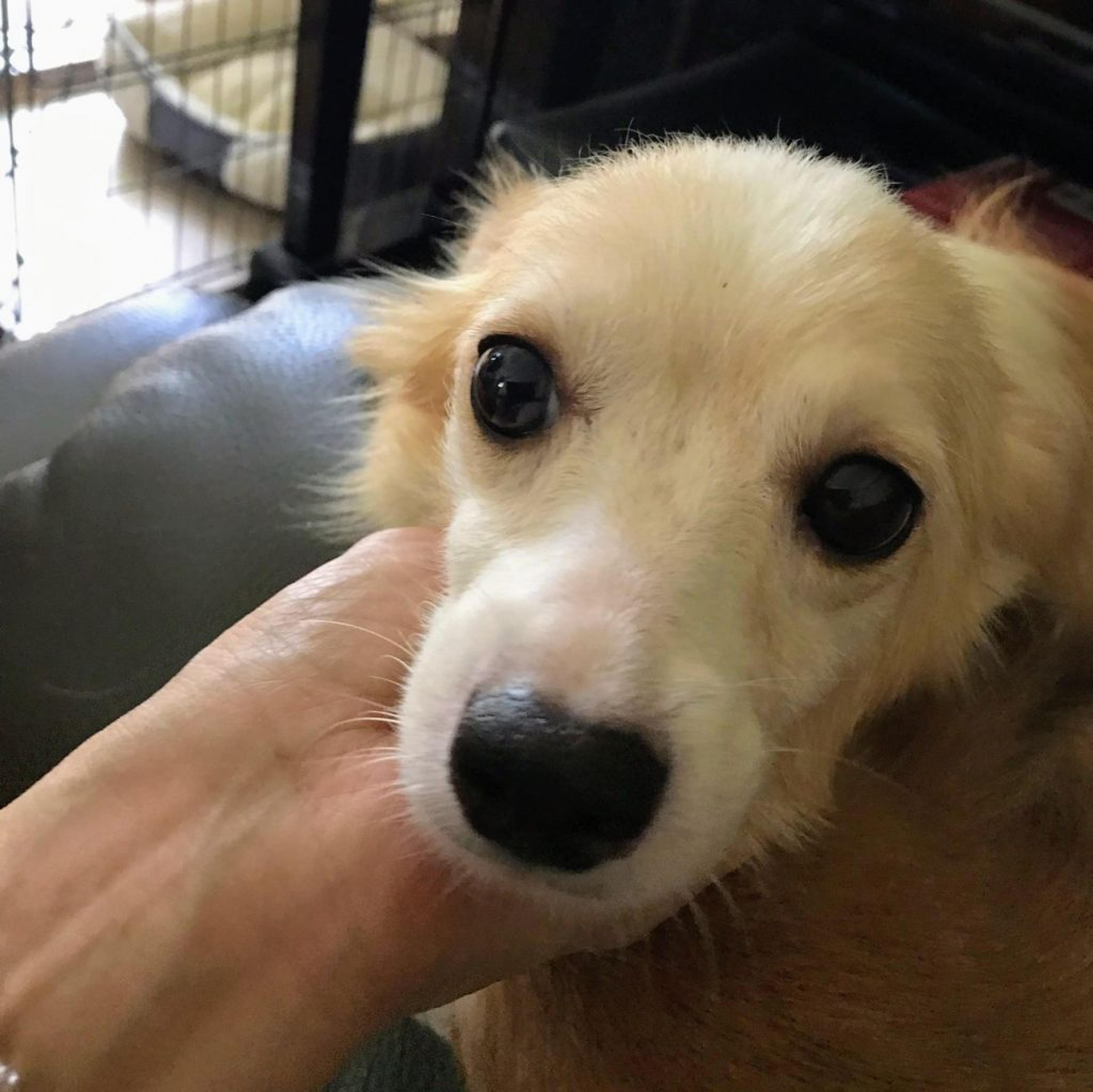 pet-image-3