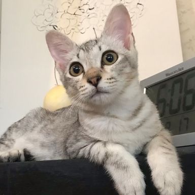 サーターの写真