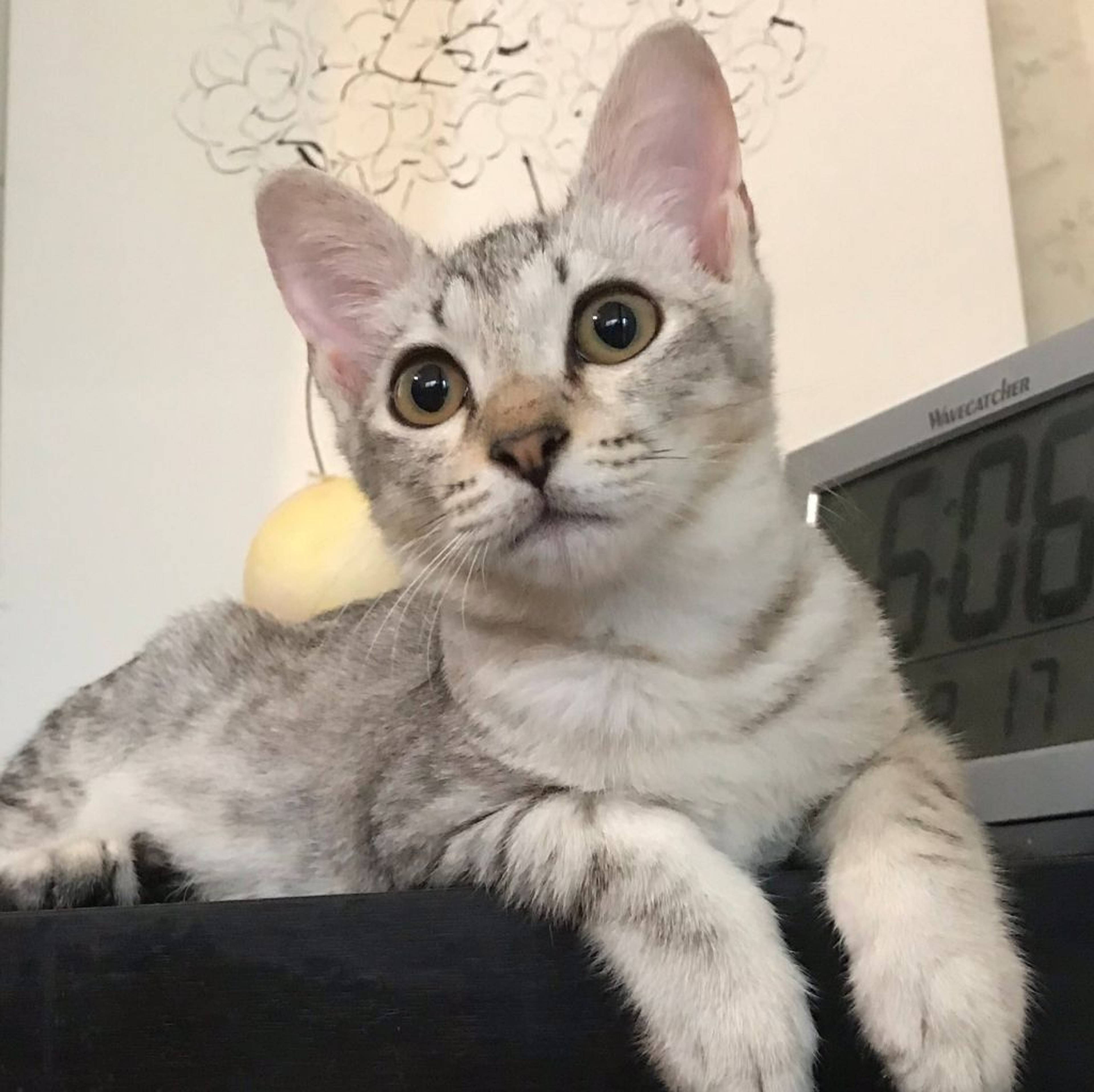 雑種（ミックス猫）・オスの里親募集の写真