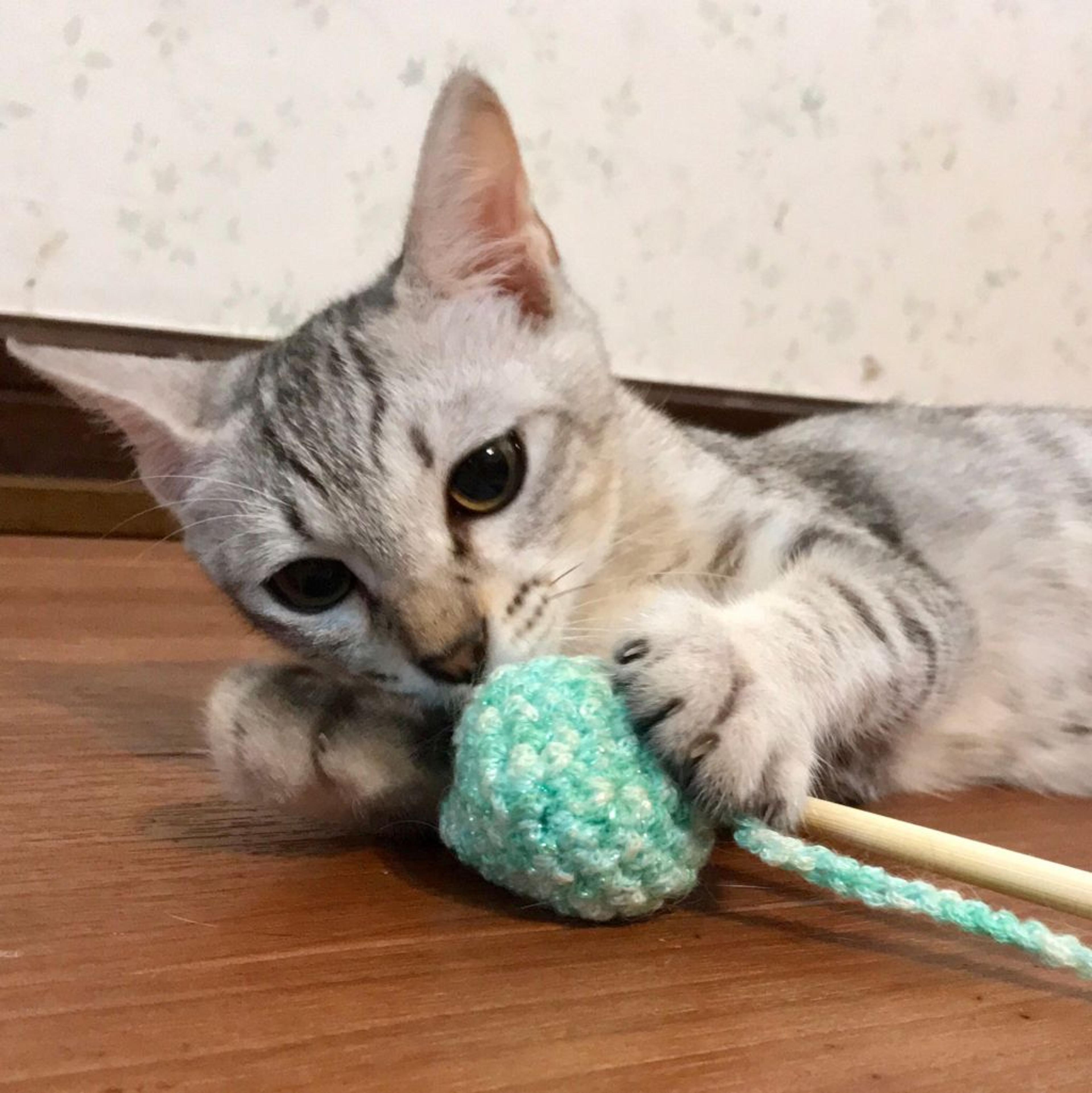 pet-image-3