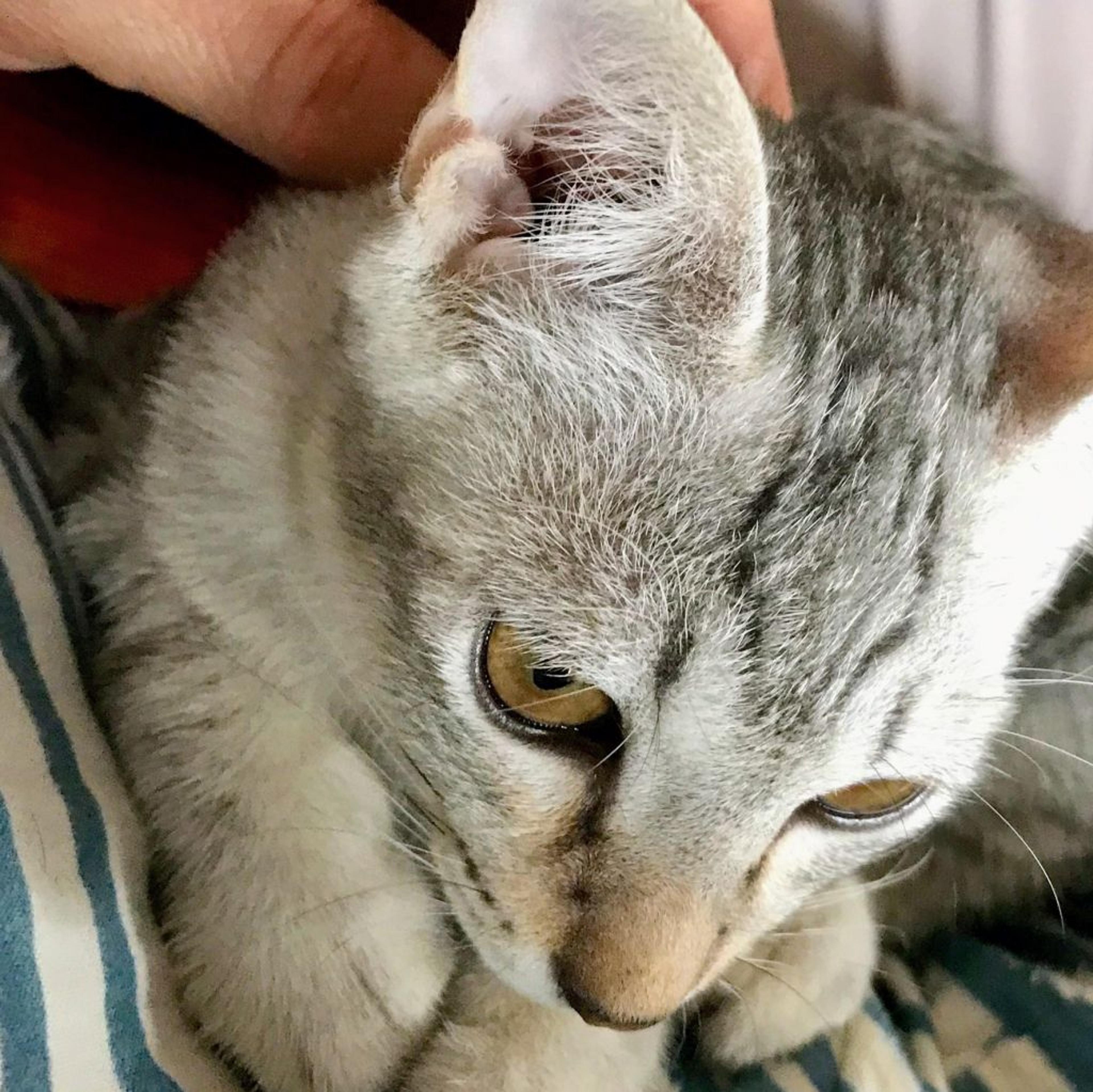 pet-image-4