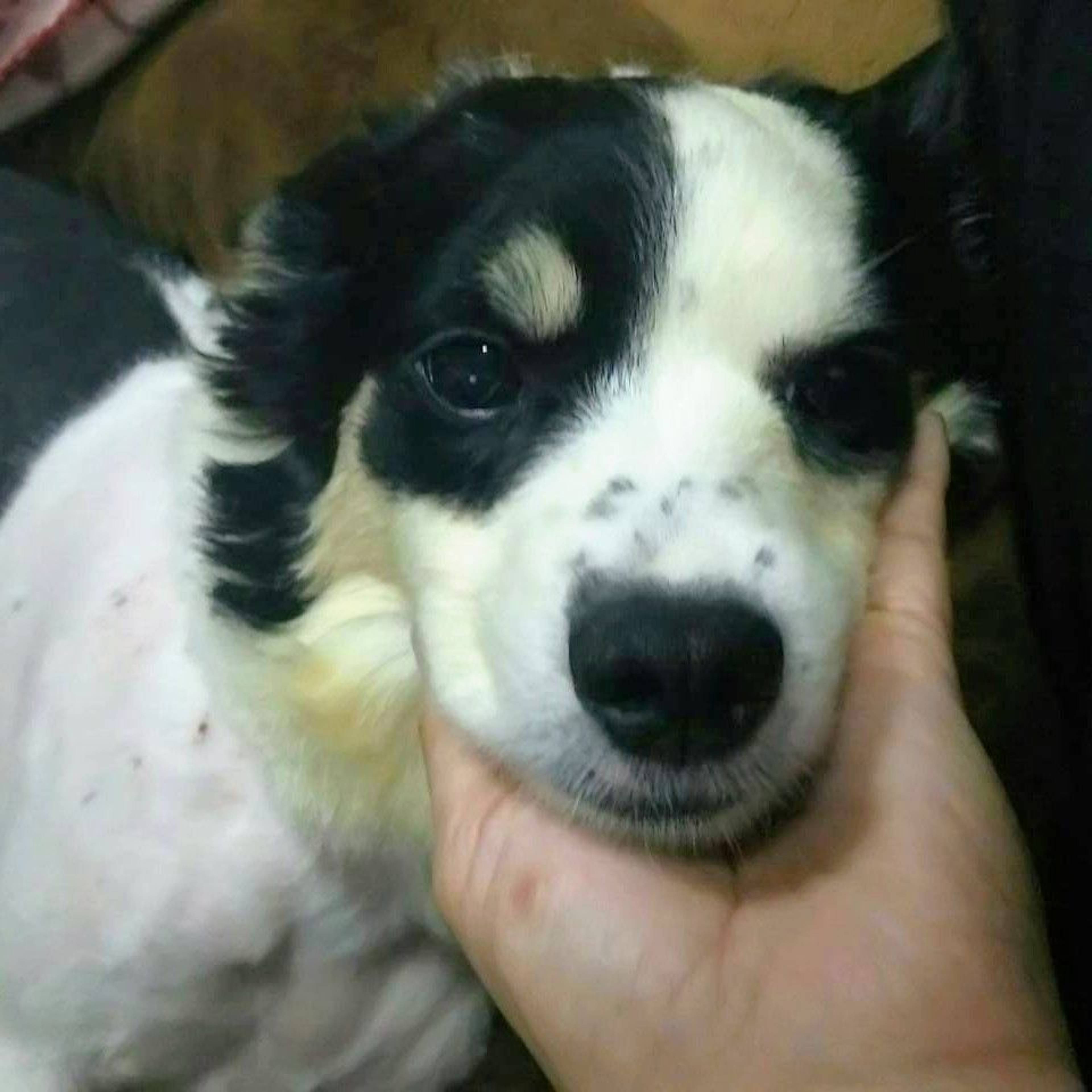 雑種（ミックス犬）・メスの里親募集の写真