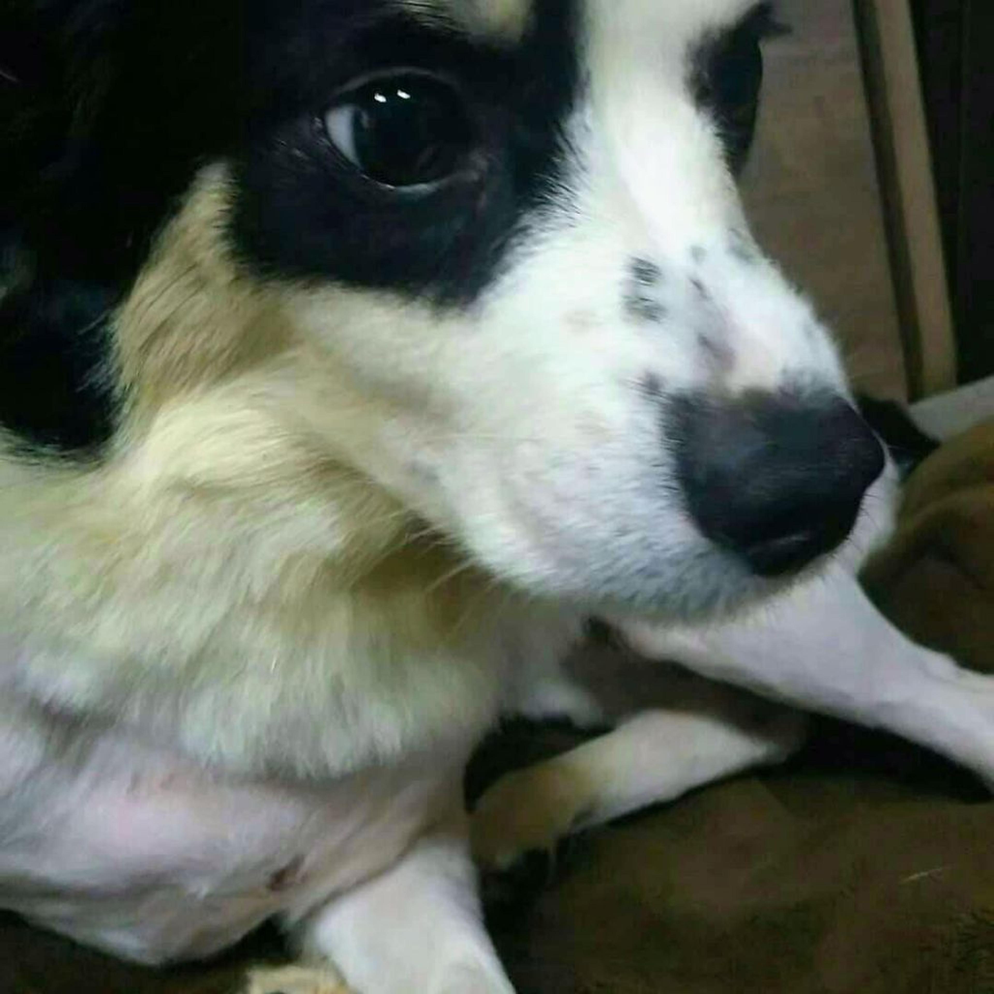 pet-image-2