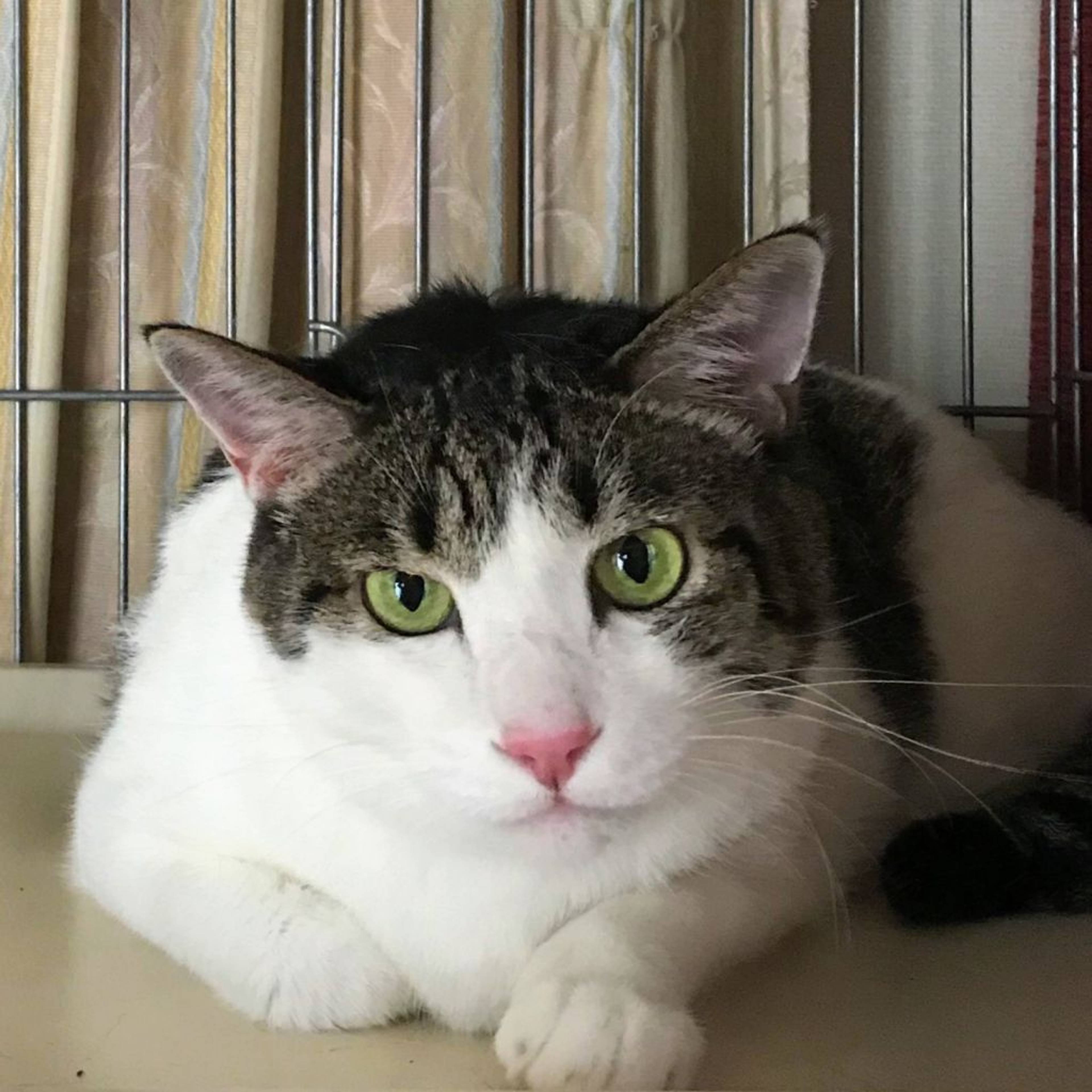 雑種（ミックス猫）・オスの里親募集の写真