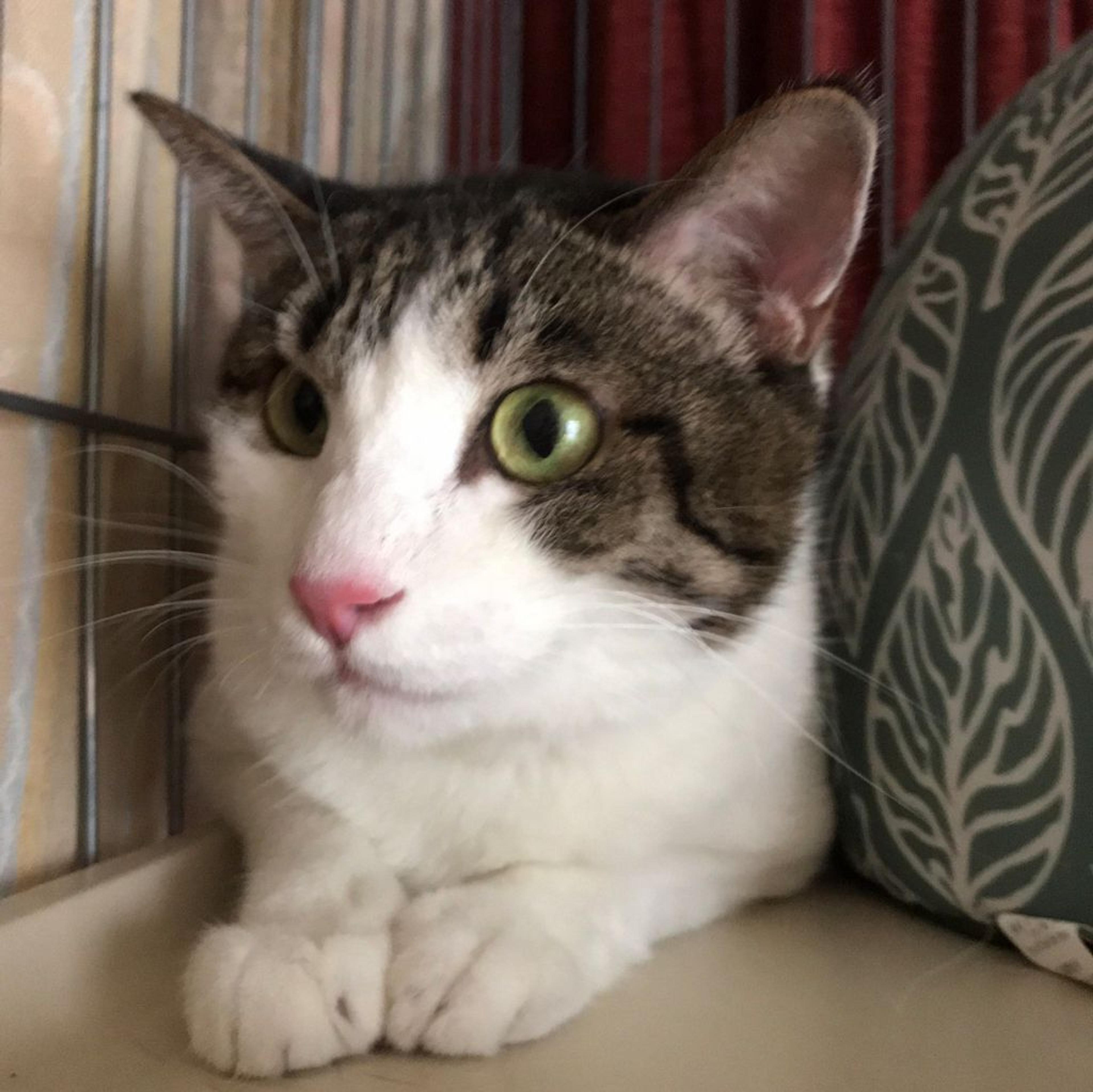pet-image-3