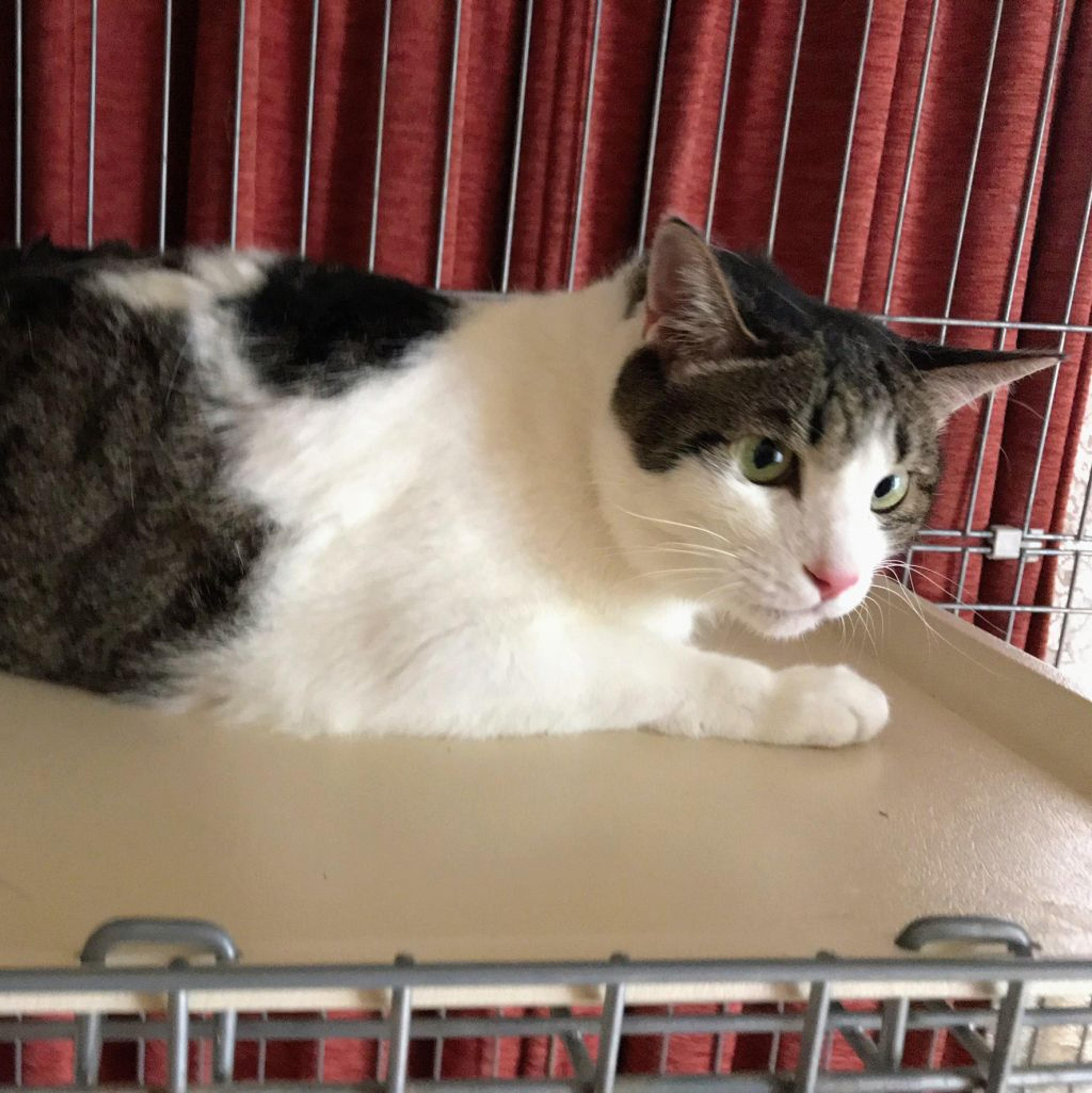 pet-image-5