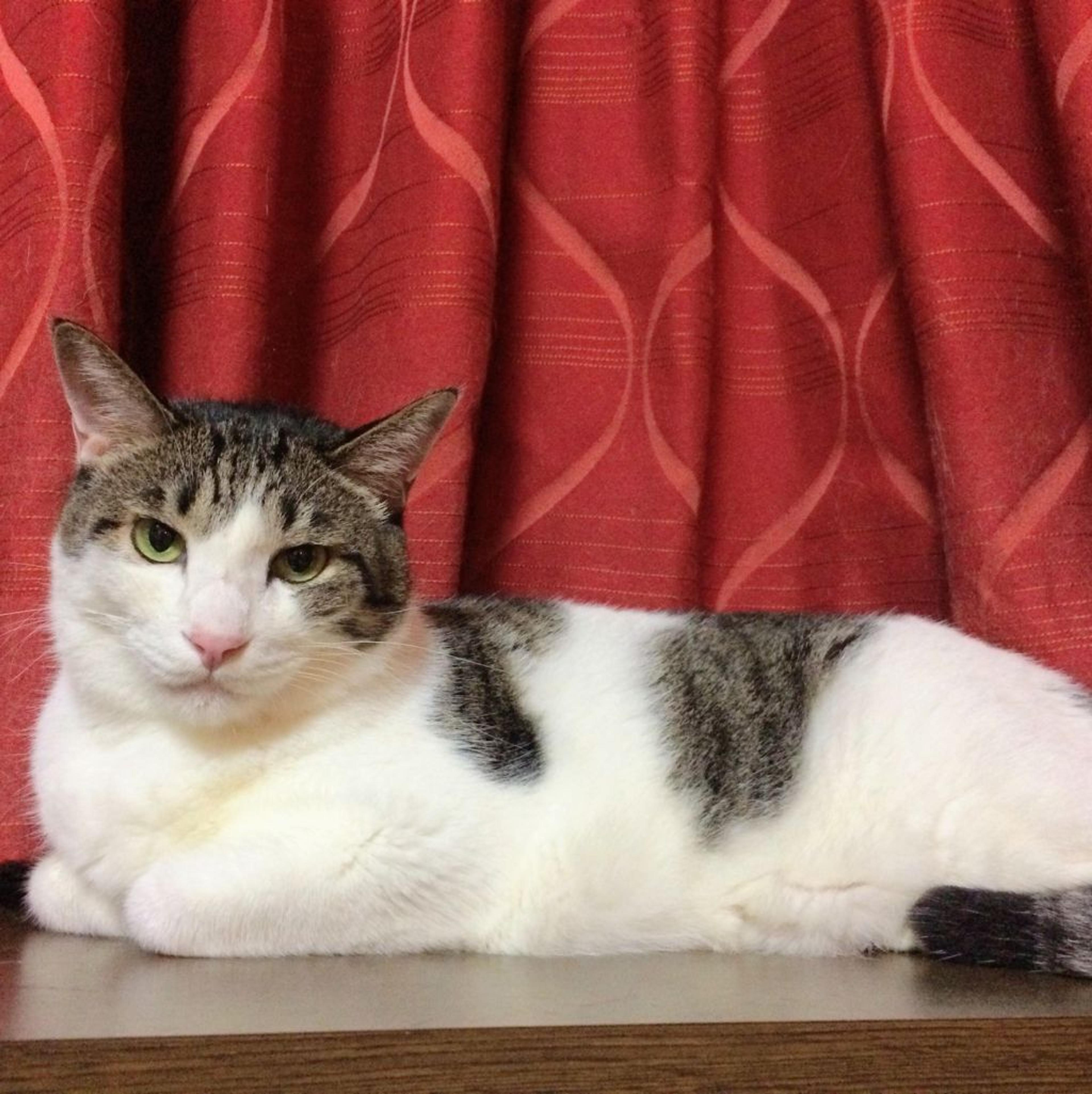 pet-image-2