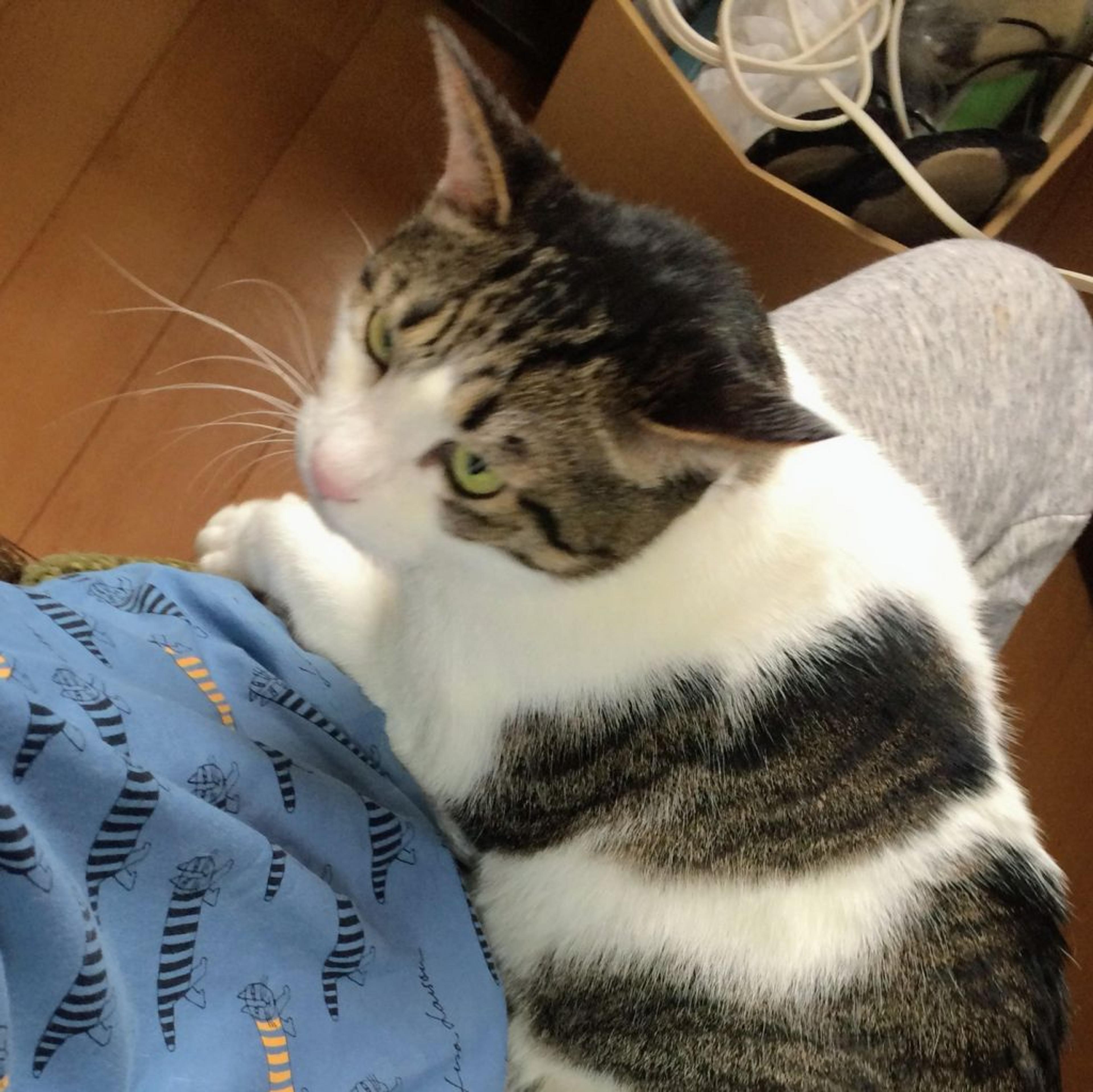 pet-image-4