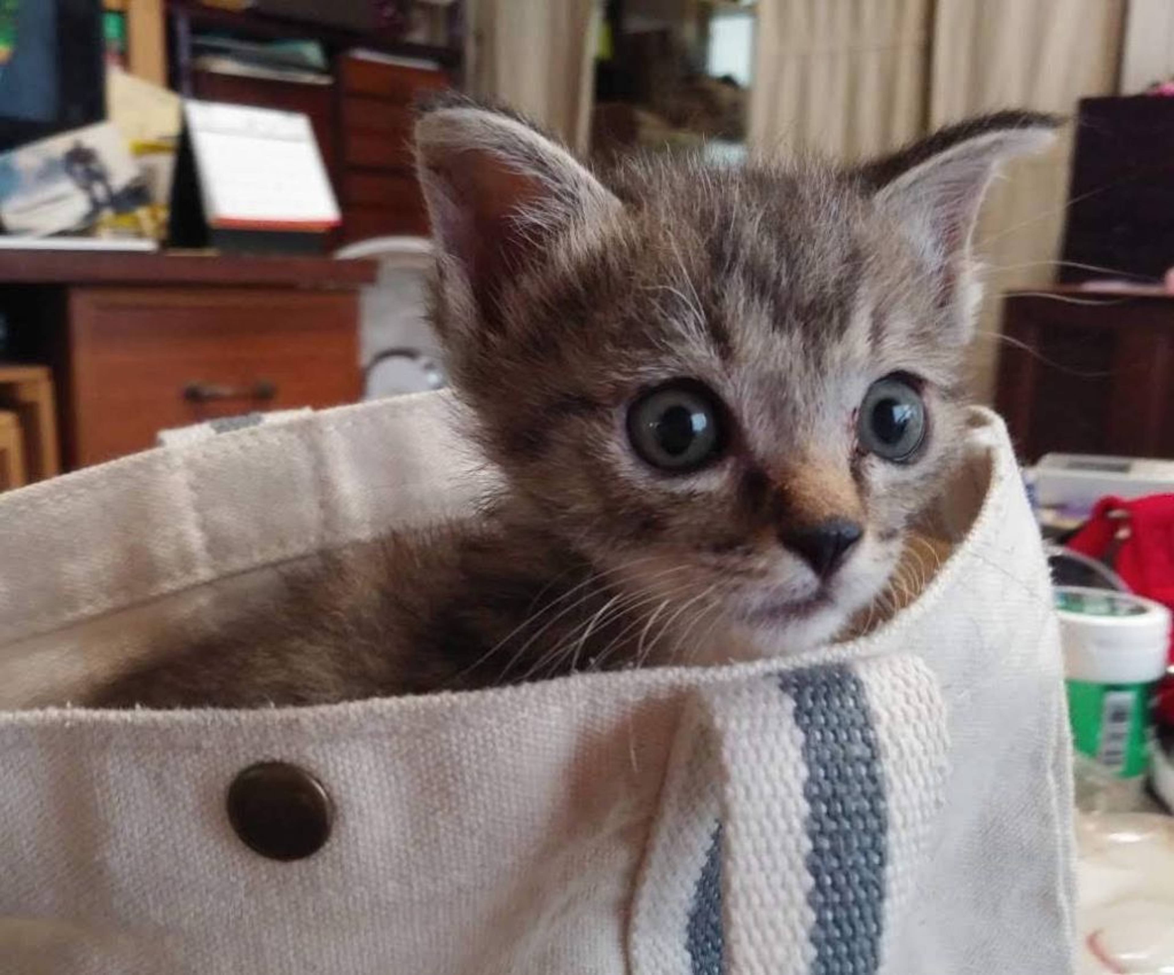 雑種（ミックス猫）・メスの里親募集の写真