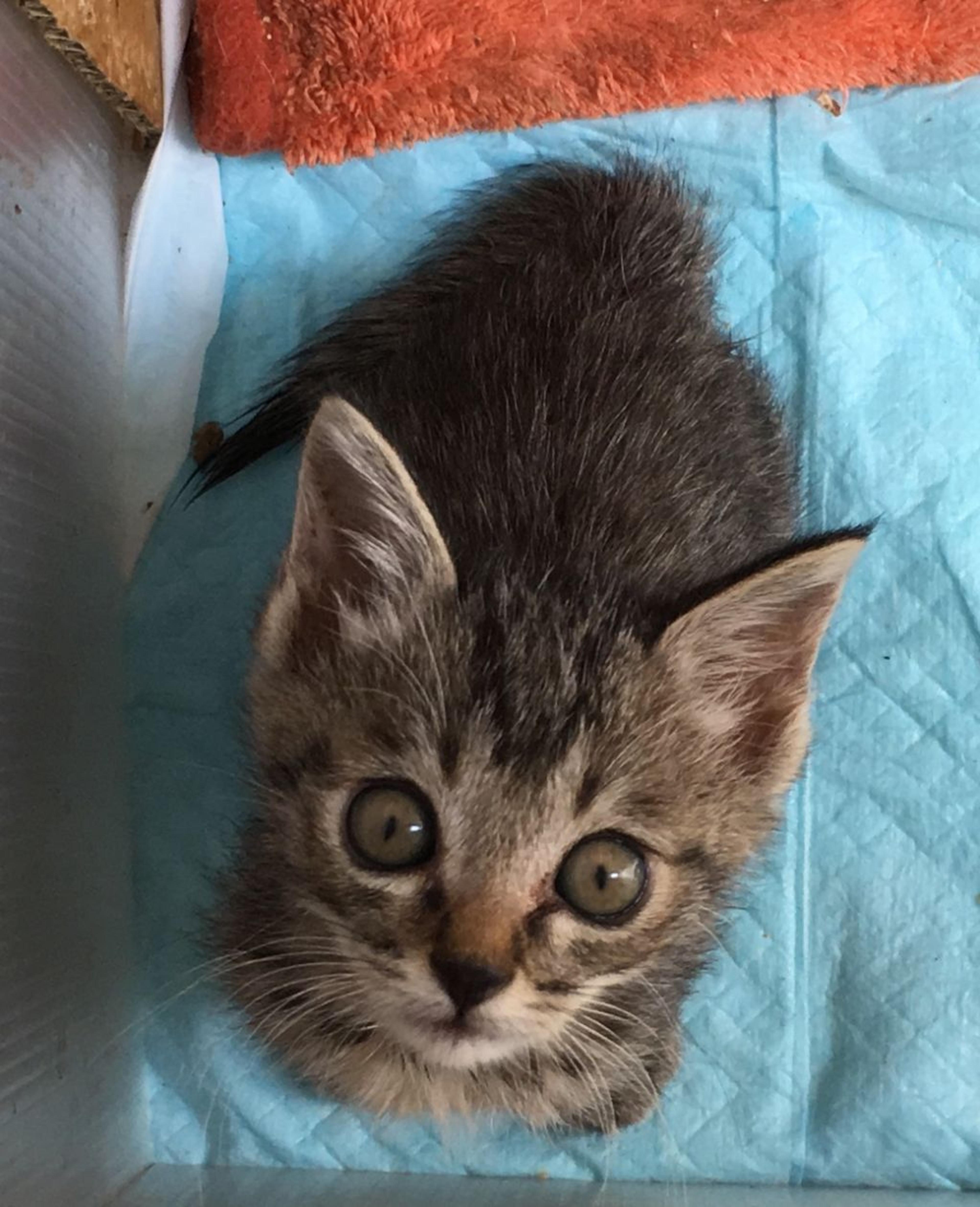 pet-image-2