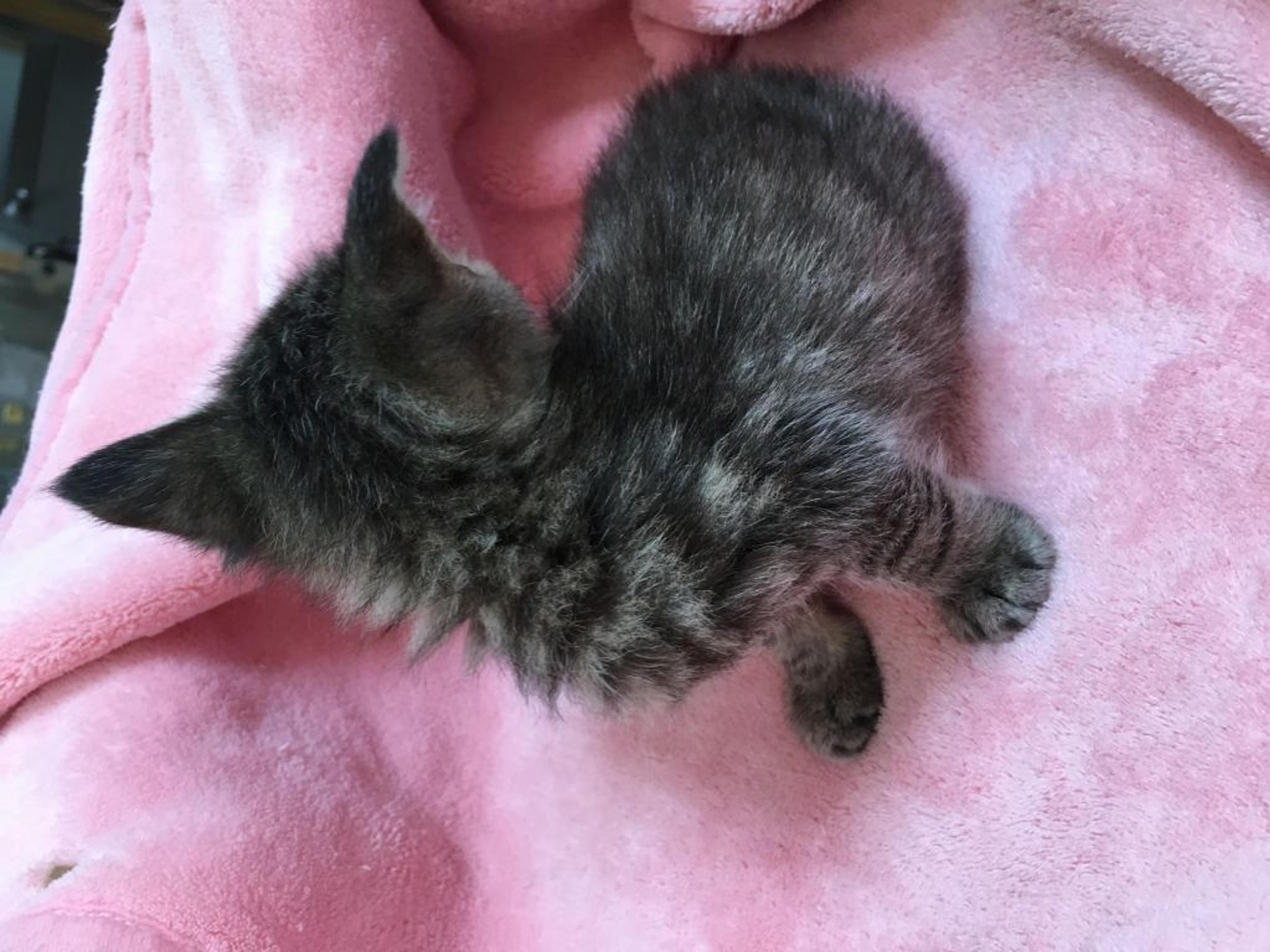 pet-image-4