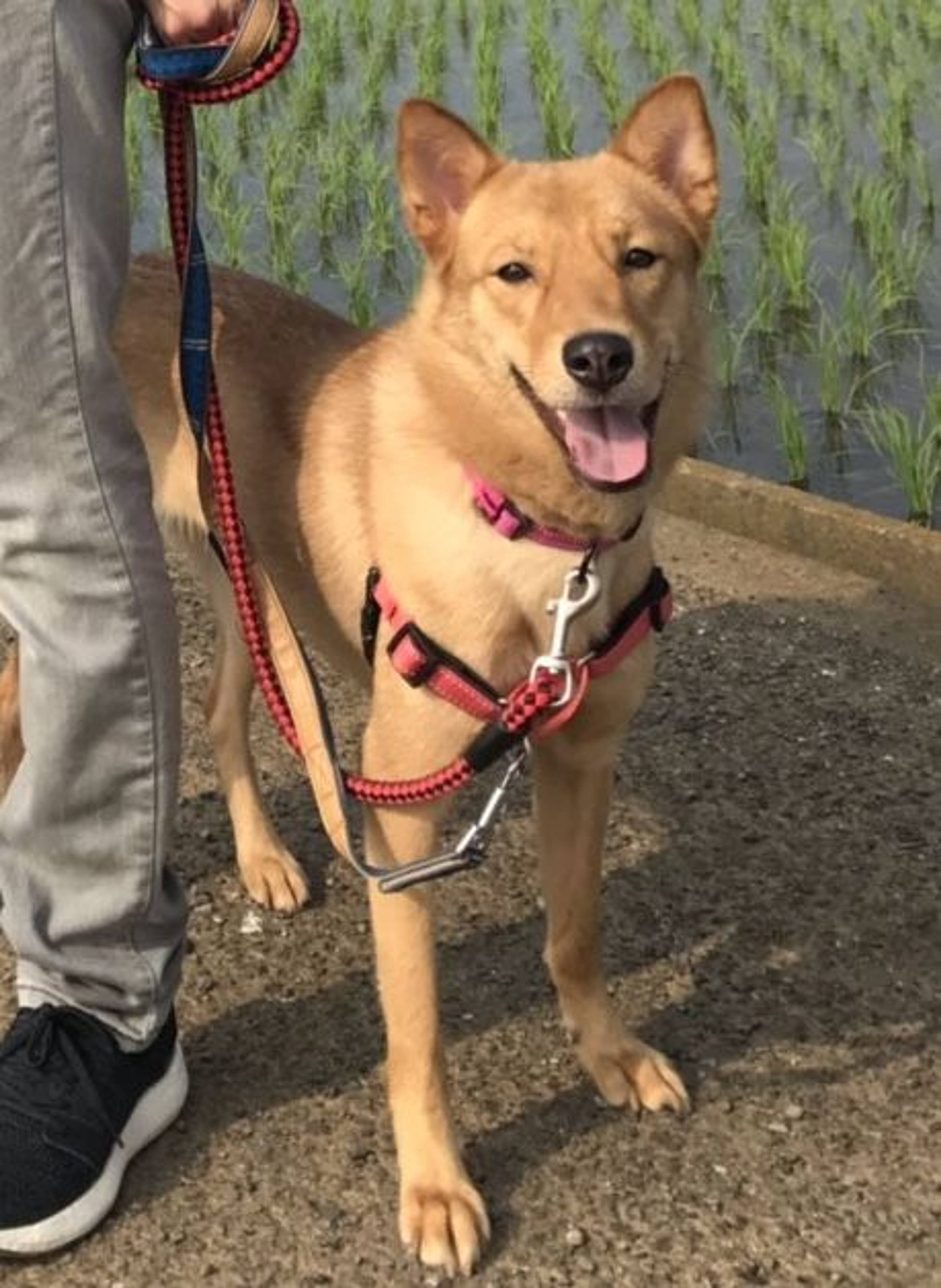 雑種（ミックス犬）・メスの里親募集の写真