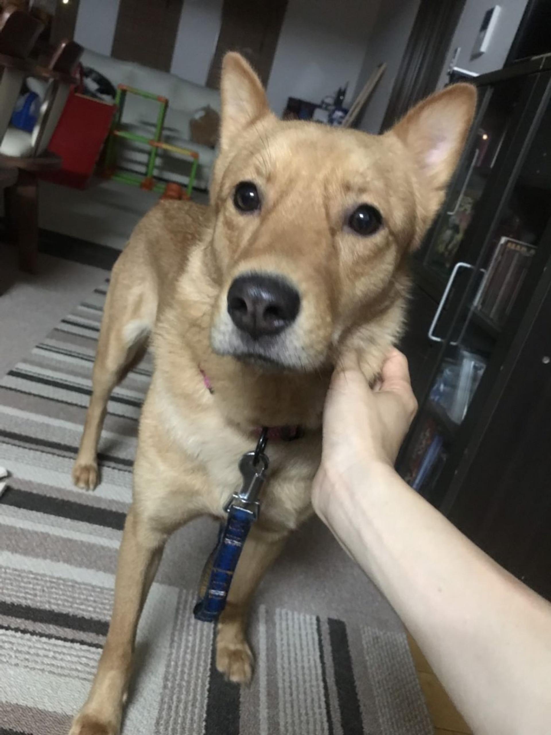 pet-image-3