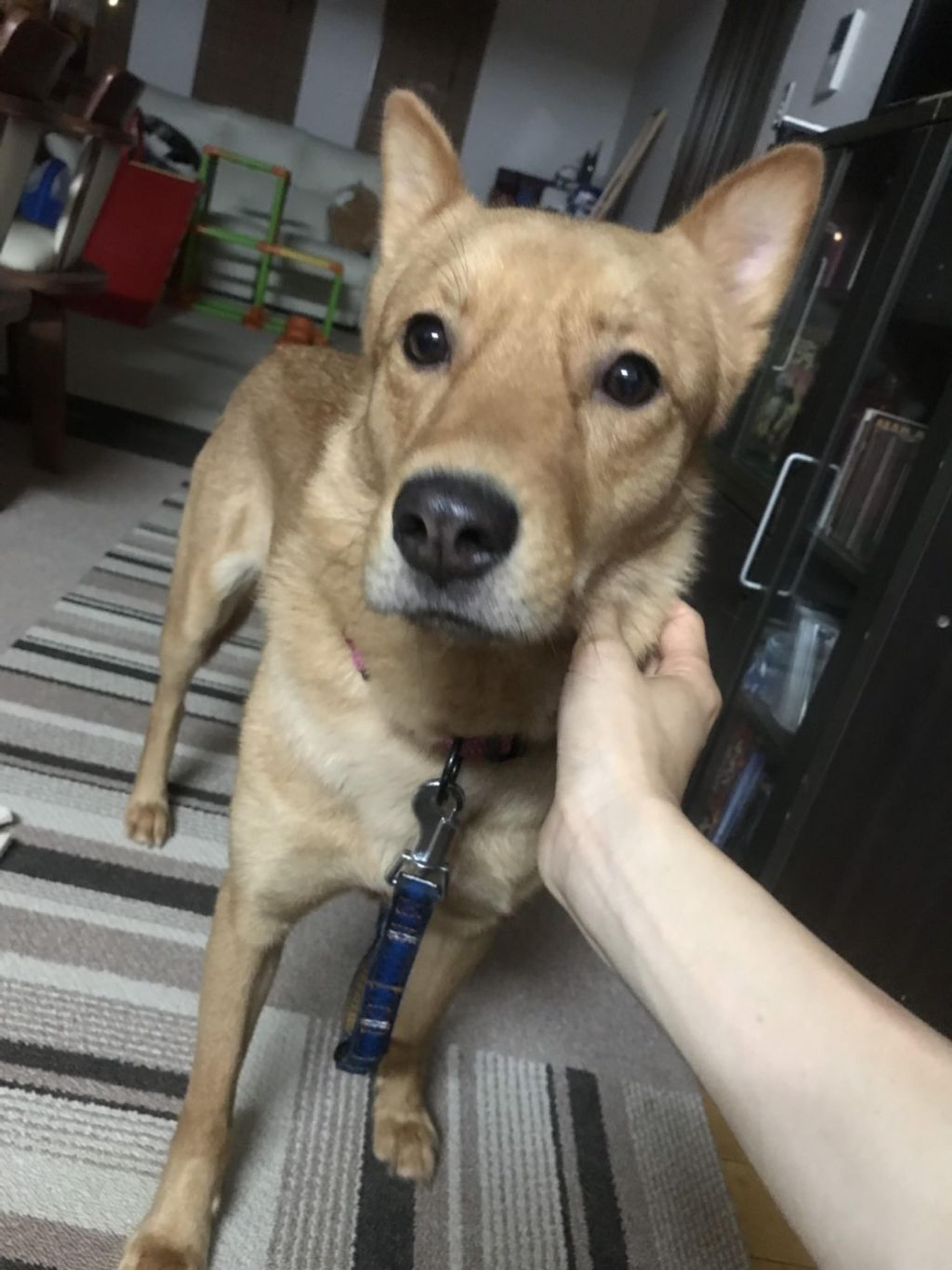 pet-image-3