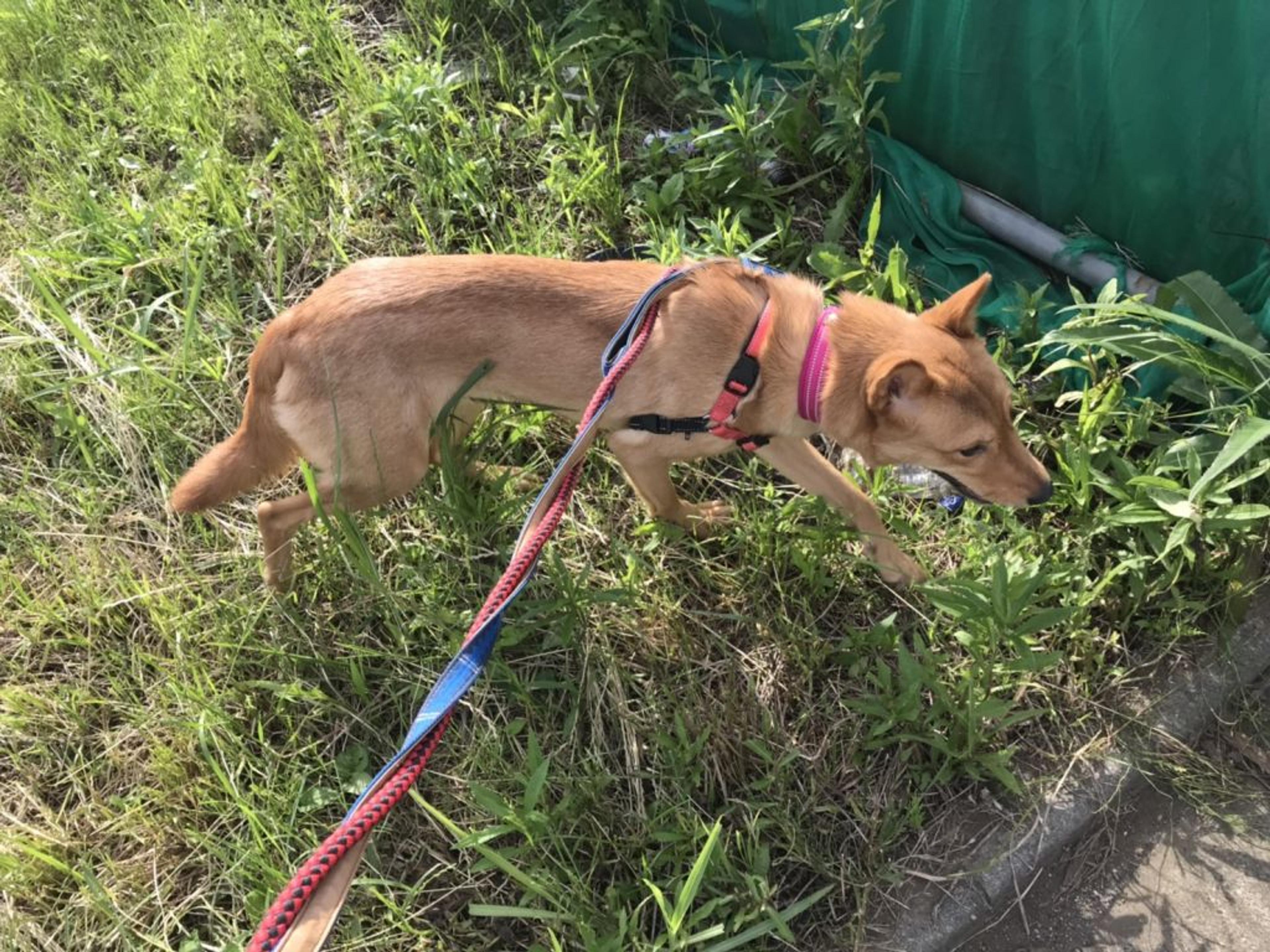pet-image-4