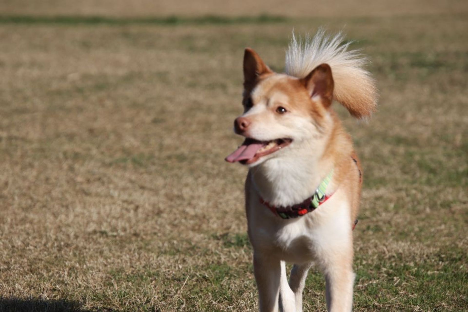 雑種（ミックス犬）・オスの里親募集の写真